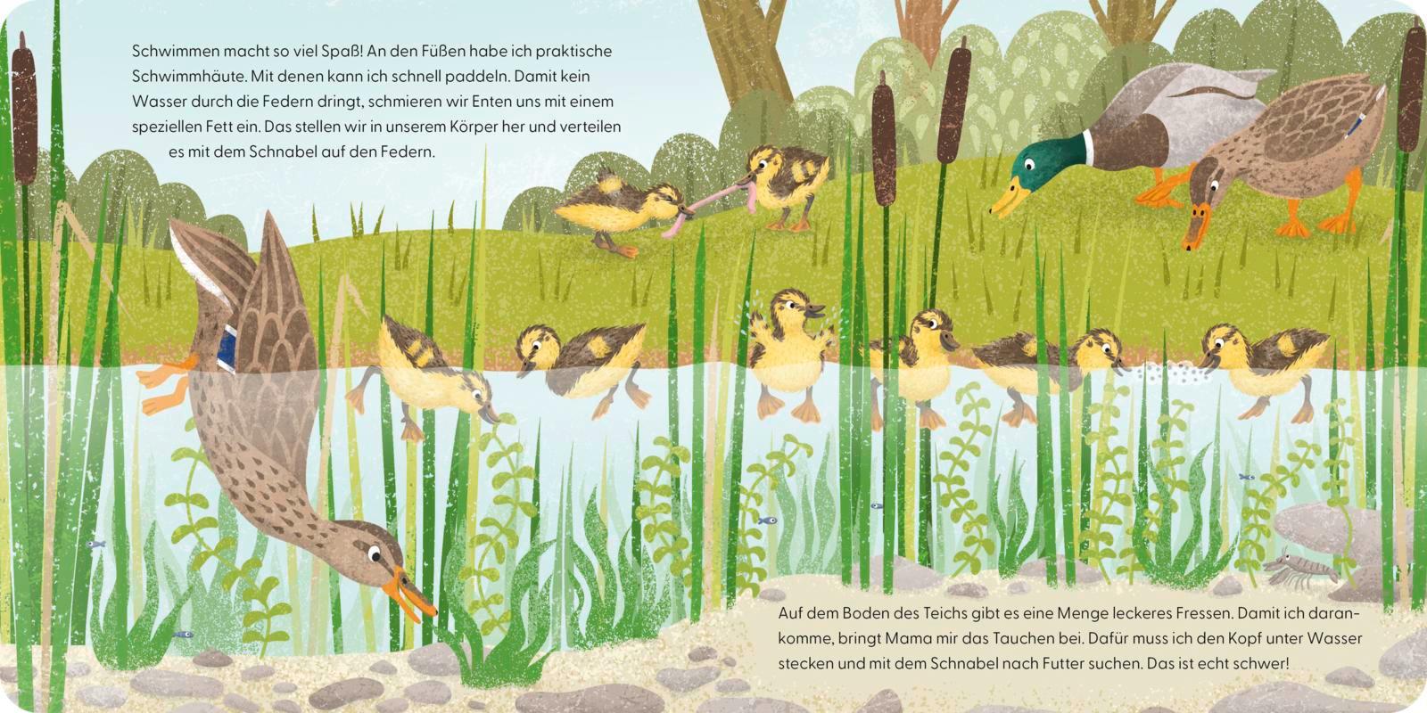 Beispielinhalt (Bild) Kennst du mich? Ich bin eine Ente!