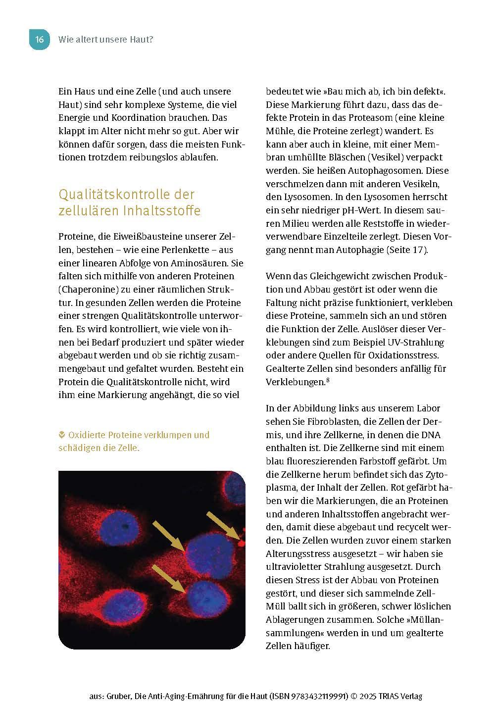 Beispielinhalt (Bild) Die Anti-Aging-Ernährung für die Haut