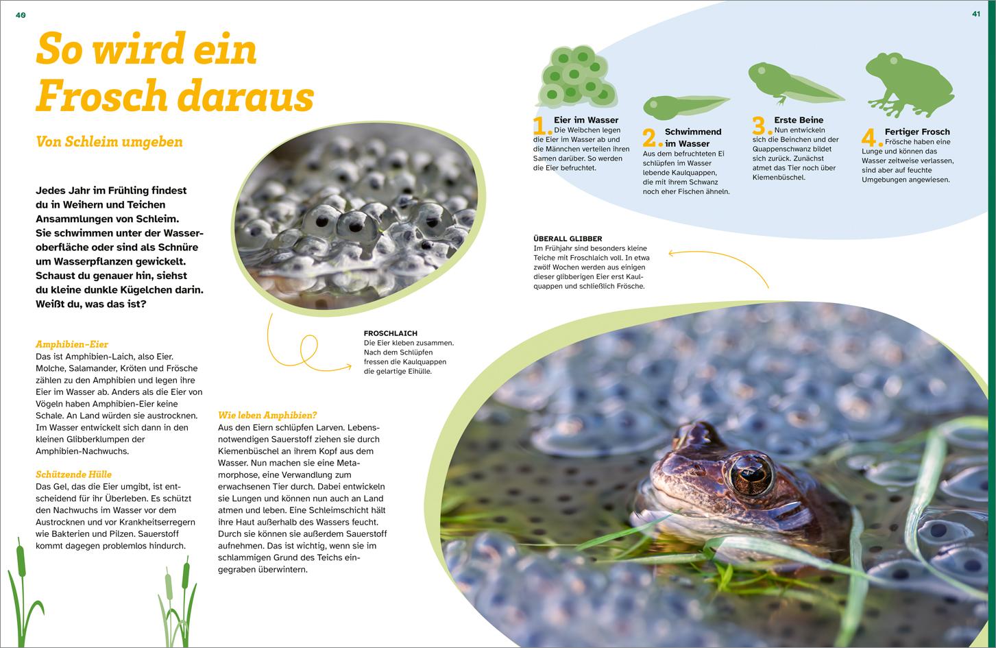 Beispielinhalt (Bild) WAS IST WAS Schleim. Eklig? Nein, genial!