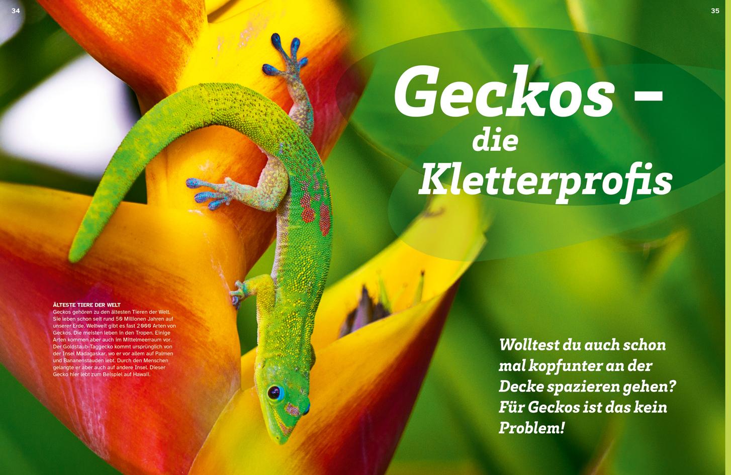 Beispielinhalt (Bild) WAS IST WAS Echsen. Kleine Drachen hautnah