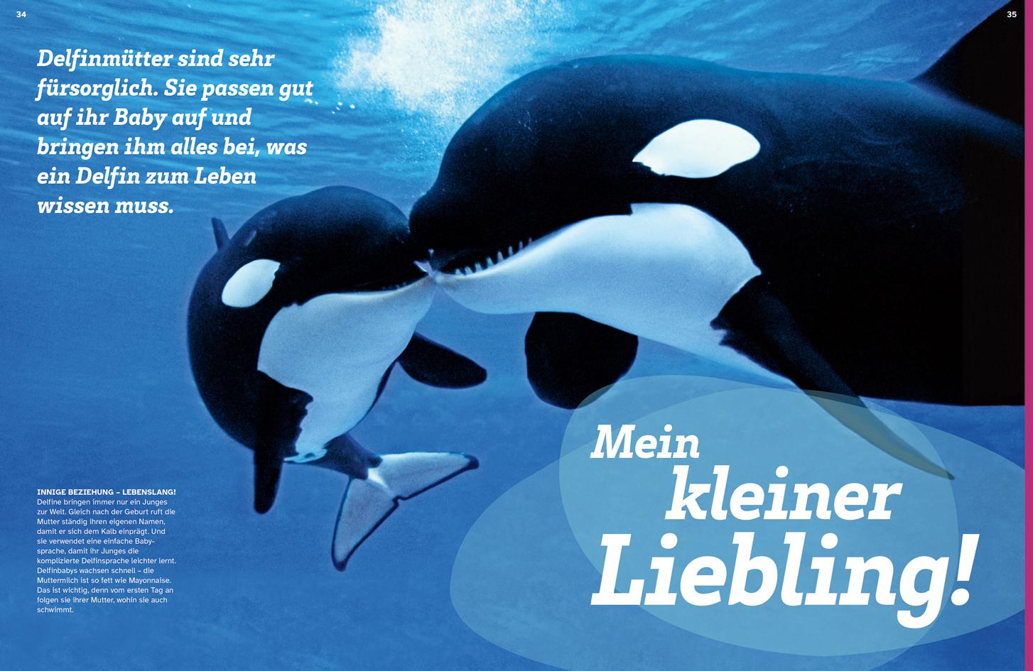 Beispielinhalt (Bild) WAS IST WAS Delfine. Immer im Team