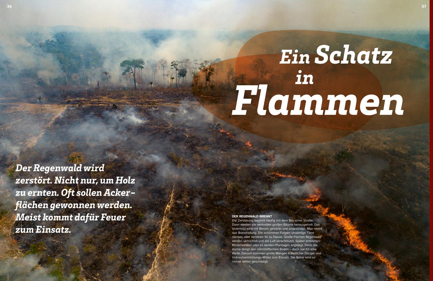 Beispielinhalt (Bild) WAS IST WAS Regenwald. Wilde grüne Welt
