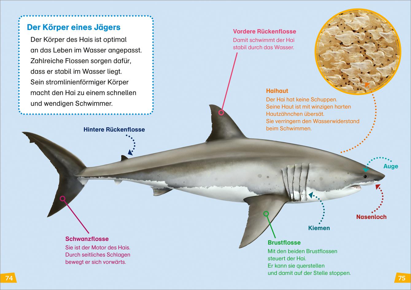 Beispielinhalt (Bild) WAS IST WAS Erstes Lesen Doppelband 4. Wale und Delfine/Haie