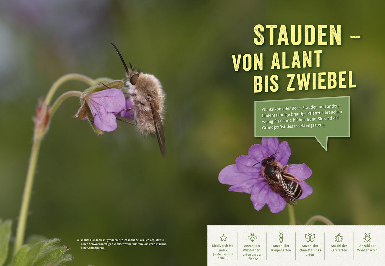 Beispielinhalt (Bild) Richtig gute Pflanzen für Insekten