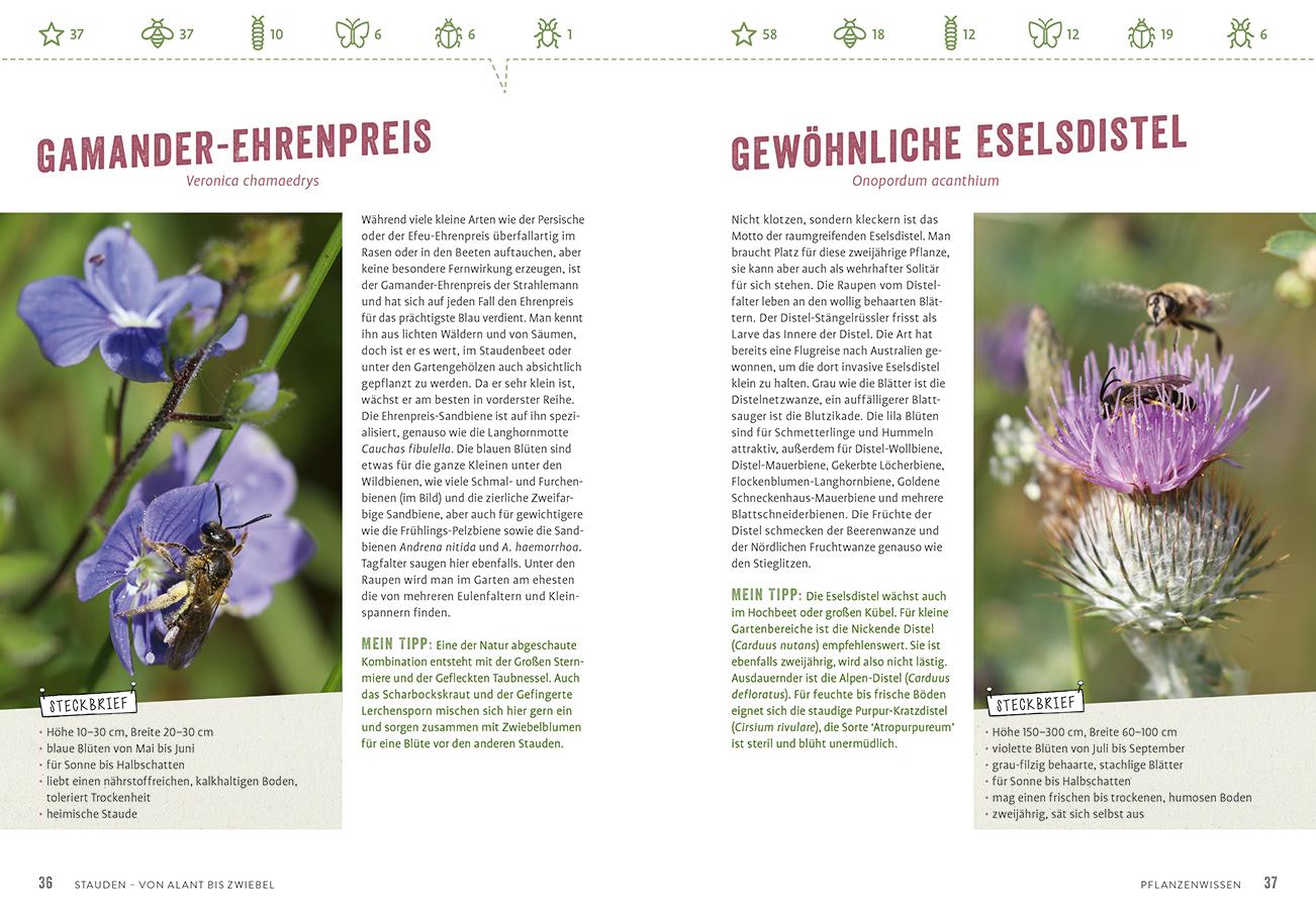 Beispielinhalt (Bild) Richtig gute Pflanzen für Insekten