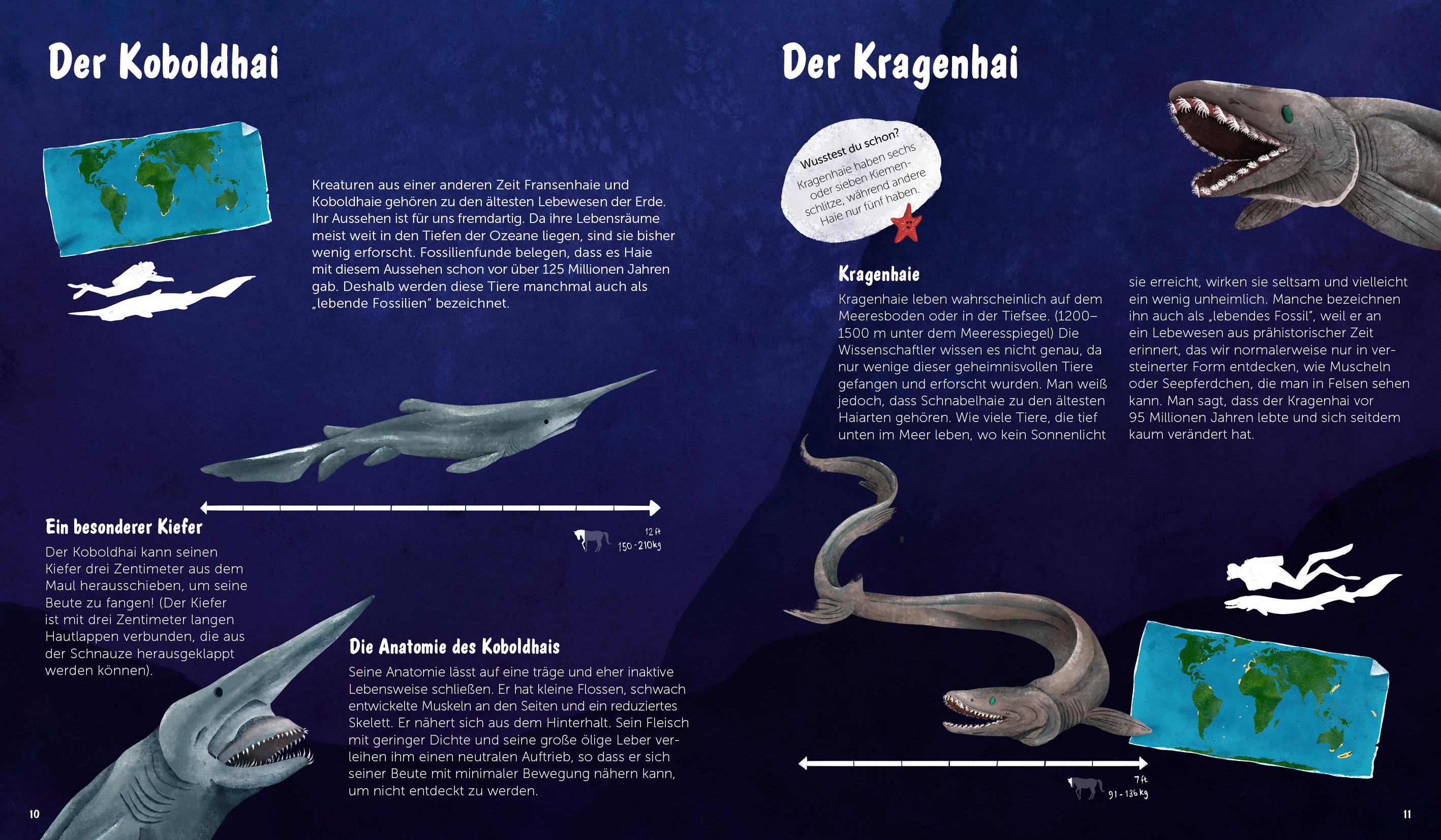 Beispielinhalt (Bild) Die Welt der Haie