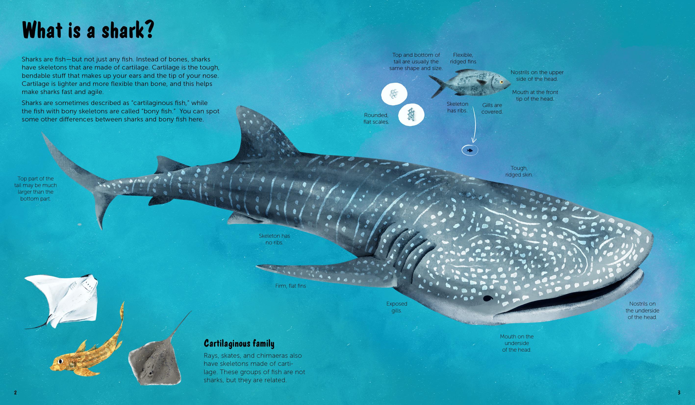 Beispielinhalt (Bild) The World of Sharks