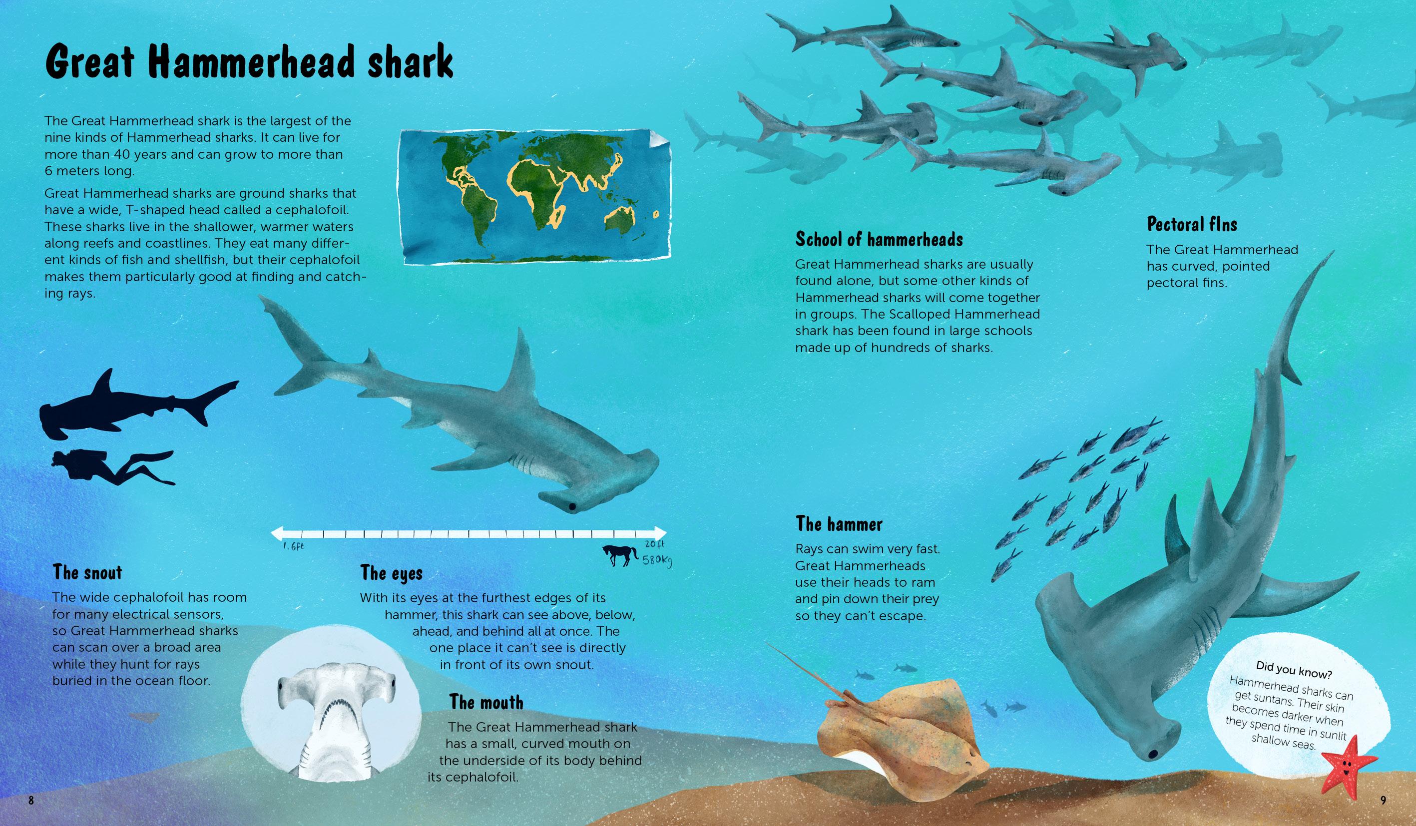 Beispielinhalt (Bild) The World of Sharks