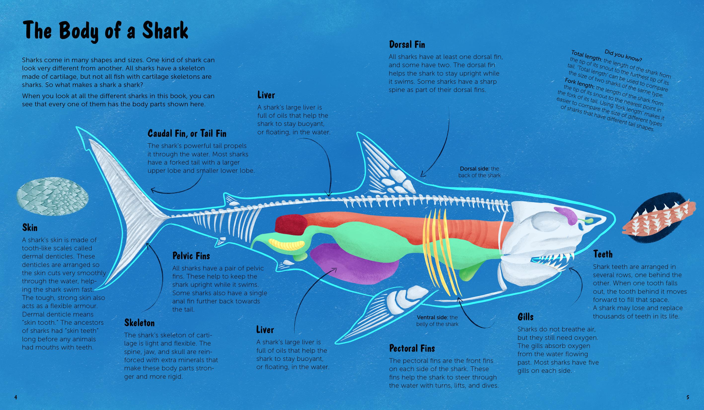 Beispielinhalt (Bild) The World of Sharks