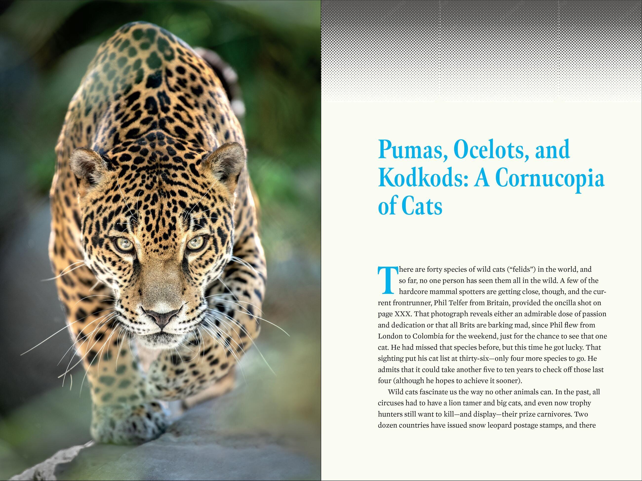 Beispielinhalt (Bild) Nature at Night