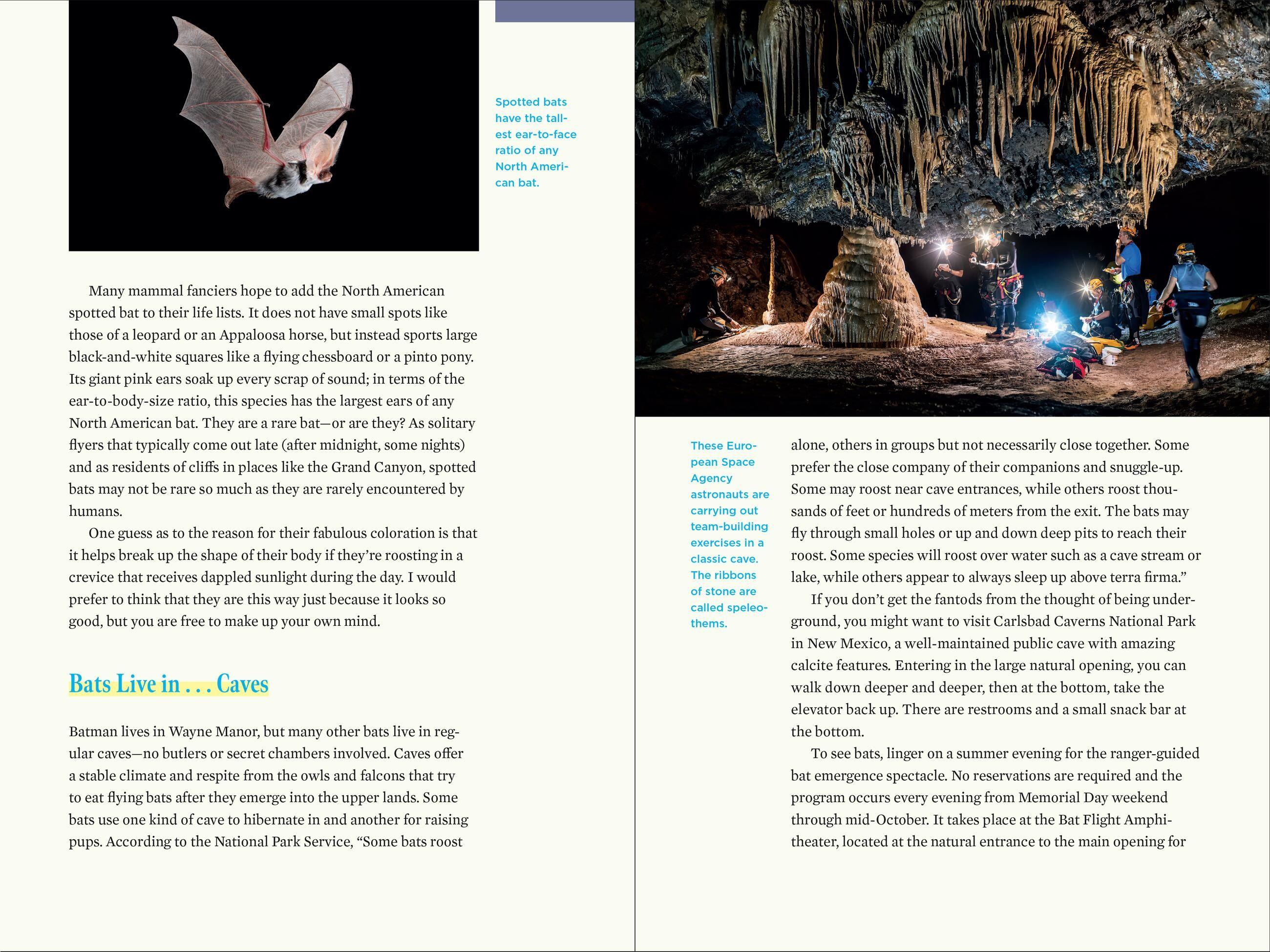 Beispielinhalt (Bild) Nature at Night