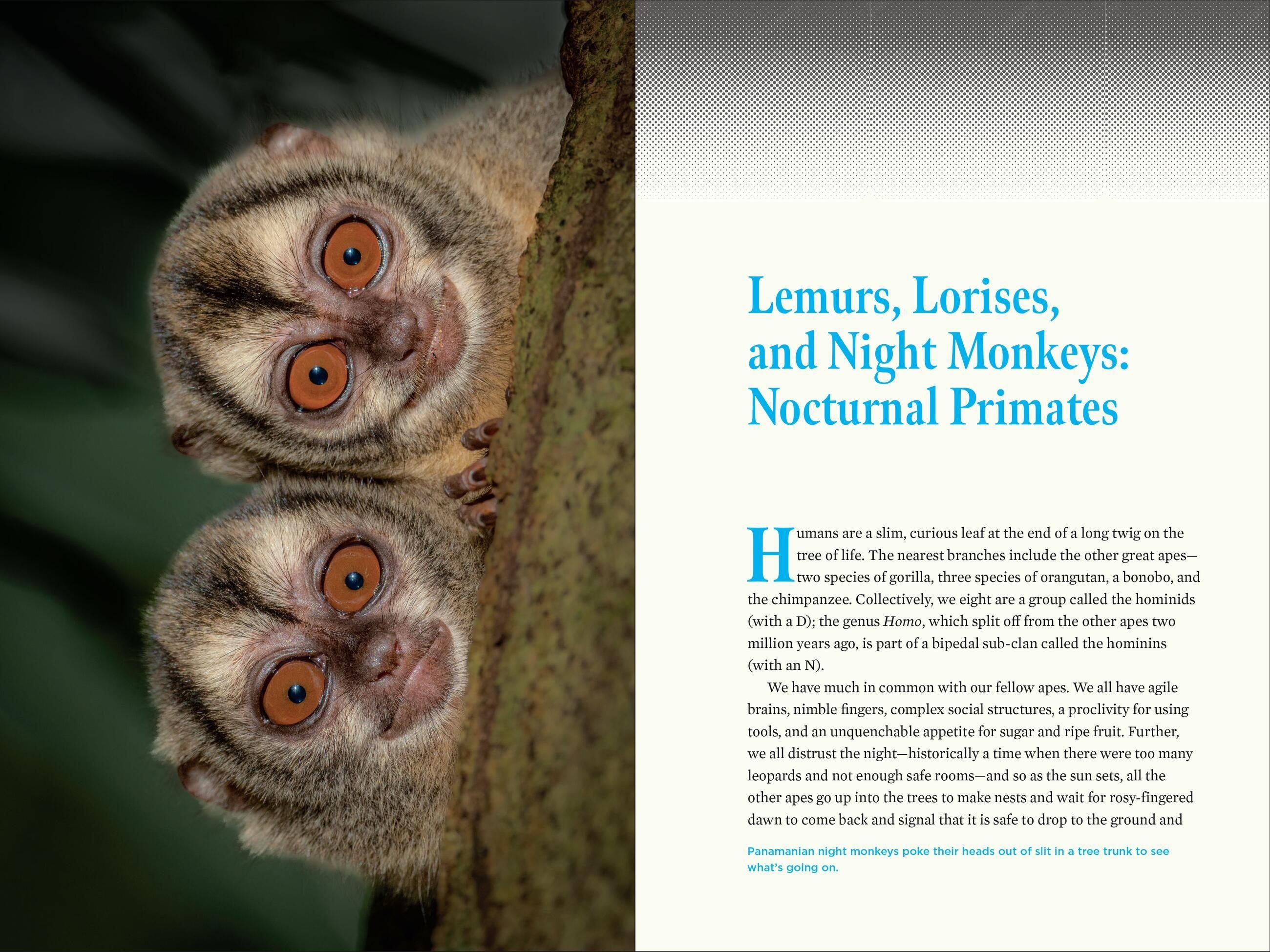 Beispielinhalt (Bild) Nature at Night