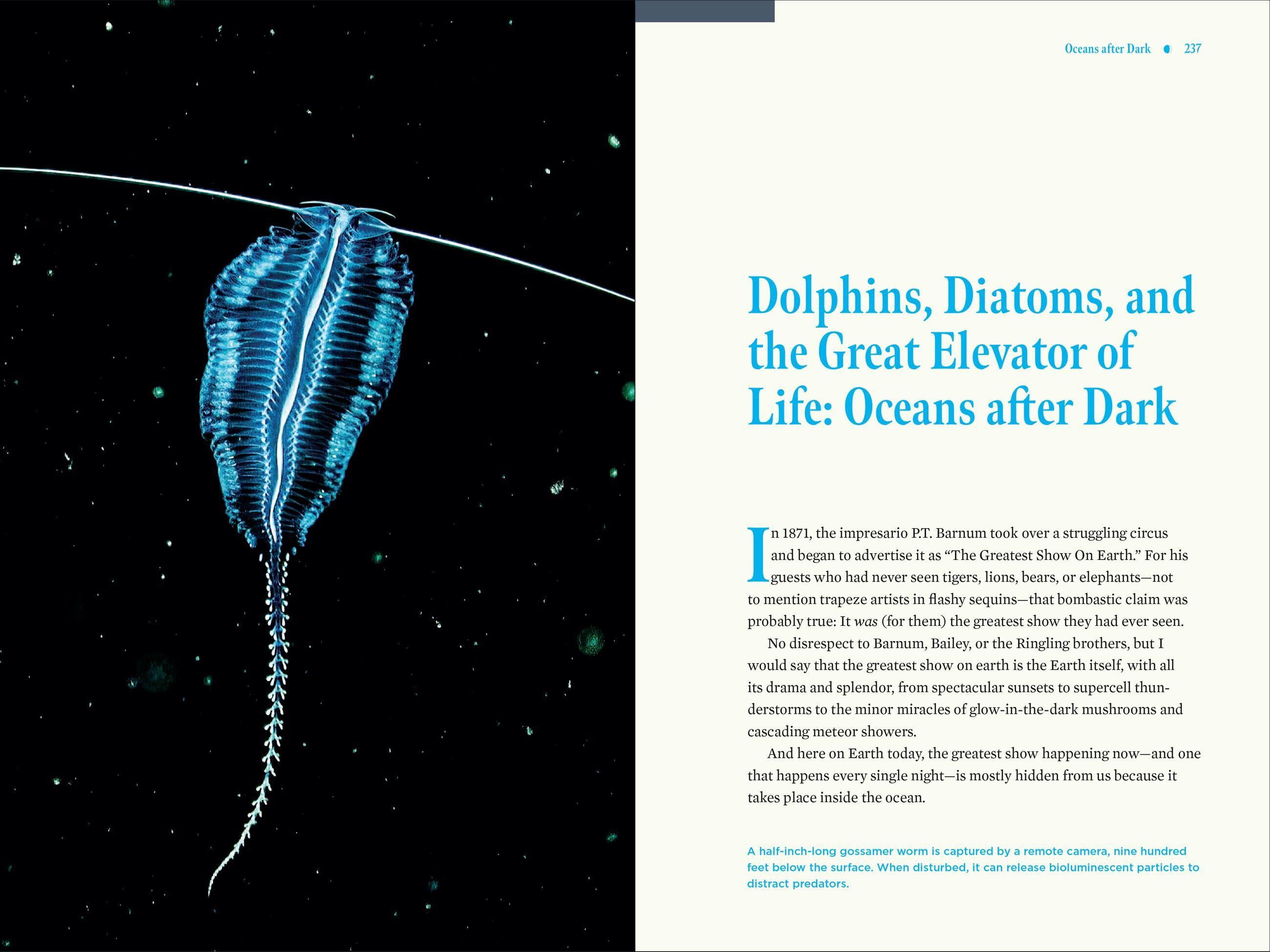 Beispielinhalt (Bild) Nature at Night