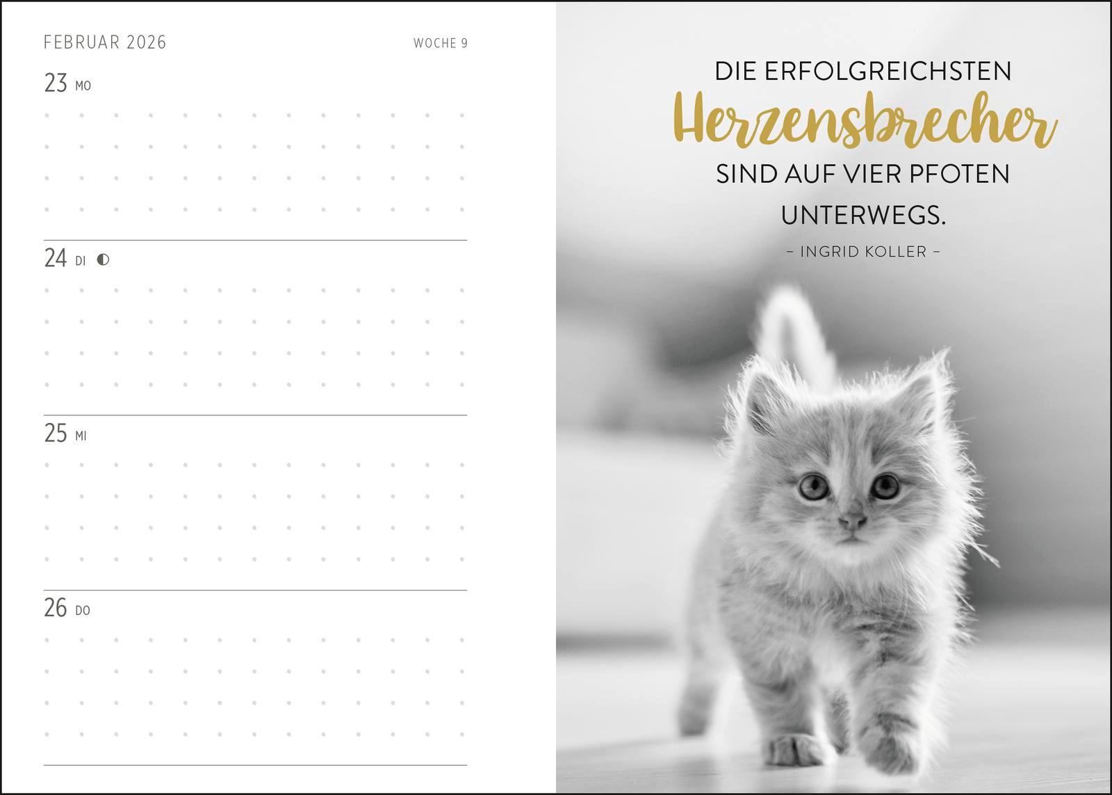 Beispielinhalt (Bild) Buchkalender 2026: Für Katzenfreunde