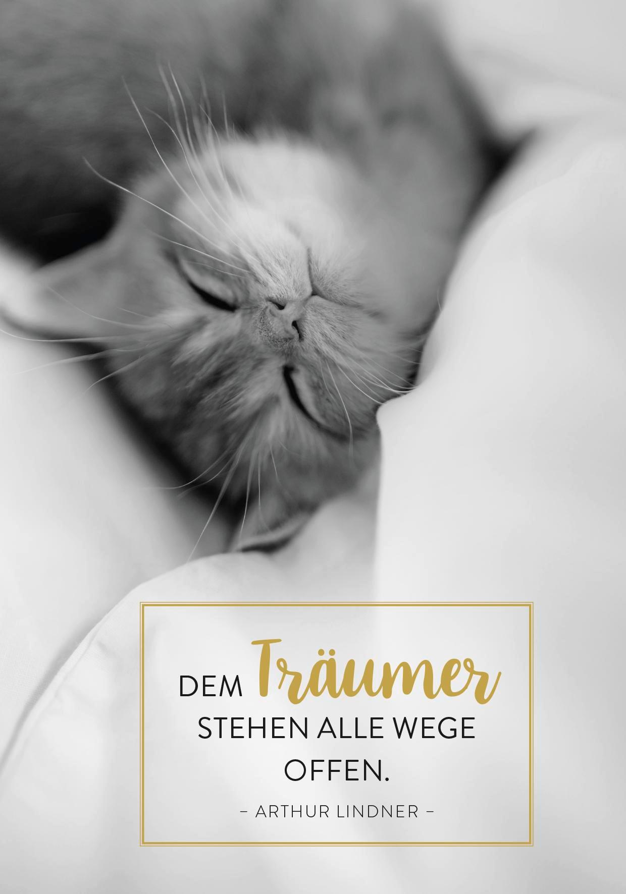 Beispielinhalt (Bild) Buchkalender 2026: Für Katzenfreunde