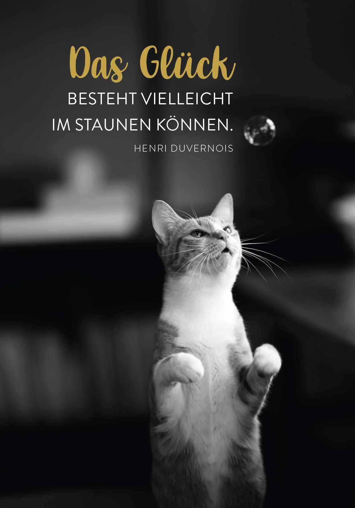 Beispielinhalt (Bild) Buchkalender 2026: Für Katzenfreunde
