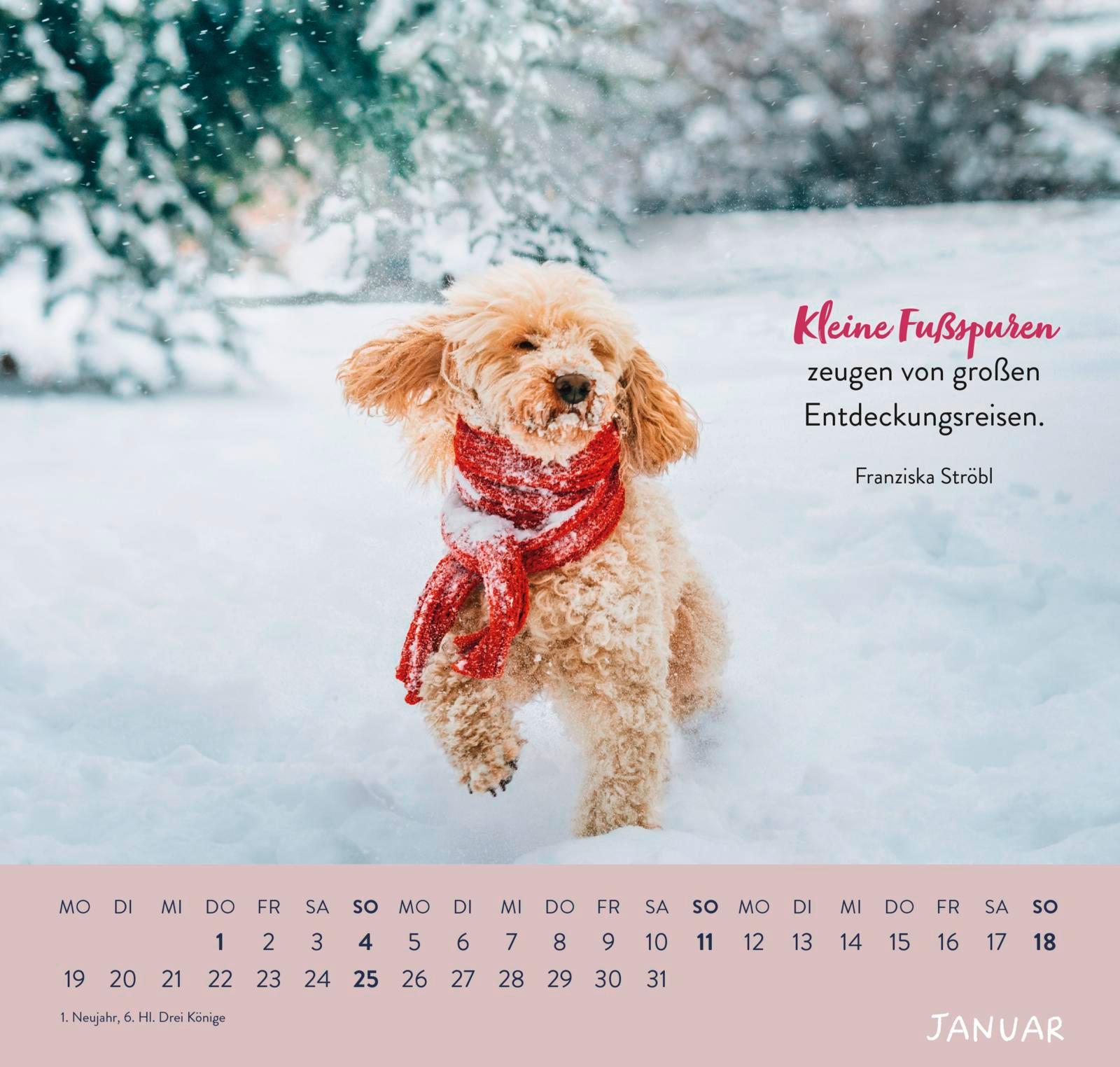 Beispielinhalt (Bild) Wandkalender 2026: Für Hundefreunde