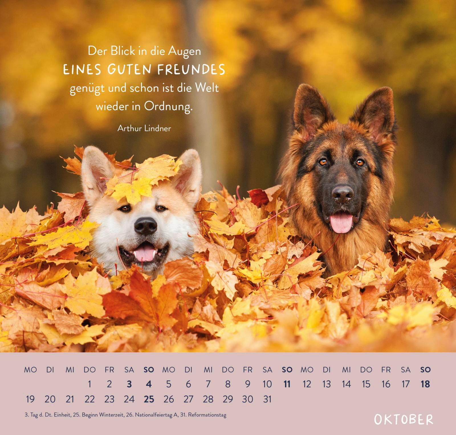 Beispielinhalt (Bild) Wandkalender 2026: Für Hundefreunde