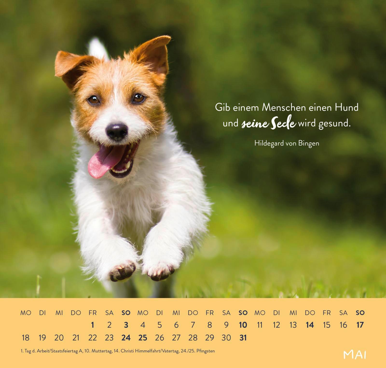 Beispielinhalt (Bild) Wandkalender 2026: Für Hundefreunde