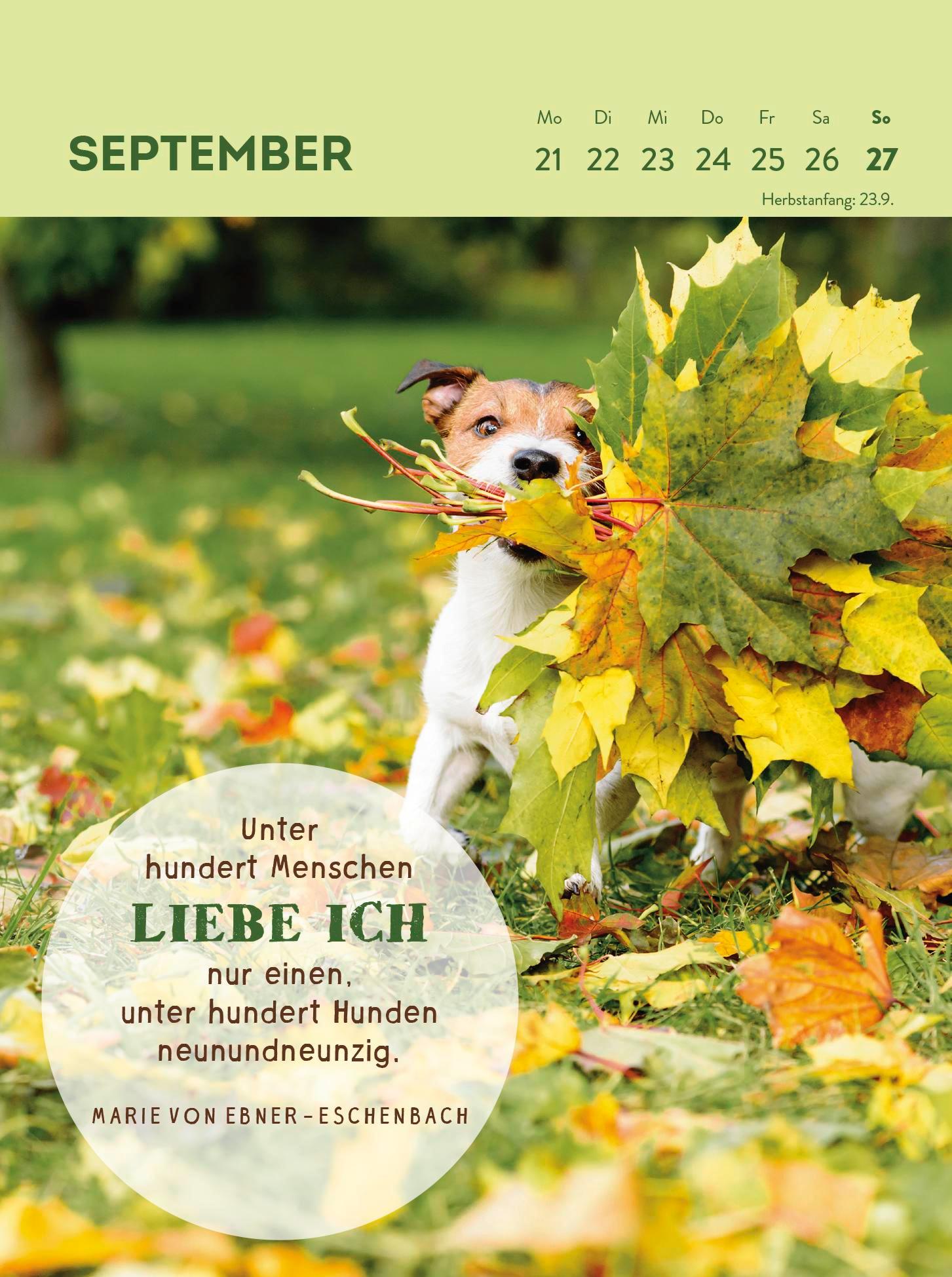 Beispielinhalt (Bild) Wochenkalender 2026: Hunde sind die besten Freunde