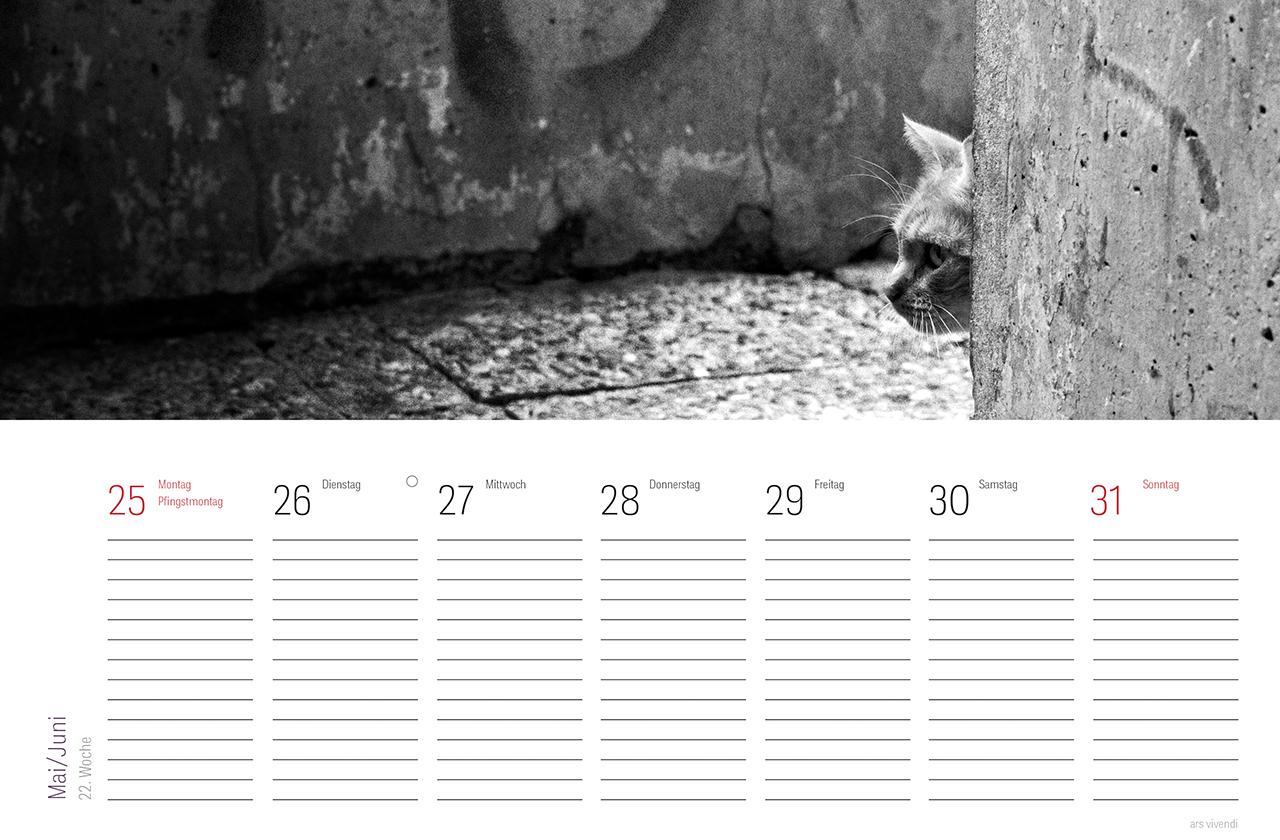 Beispielinhalt (Bild) Tischkalender Katzen 2026
