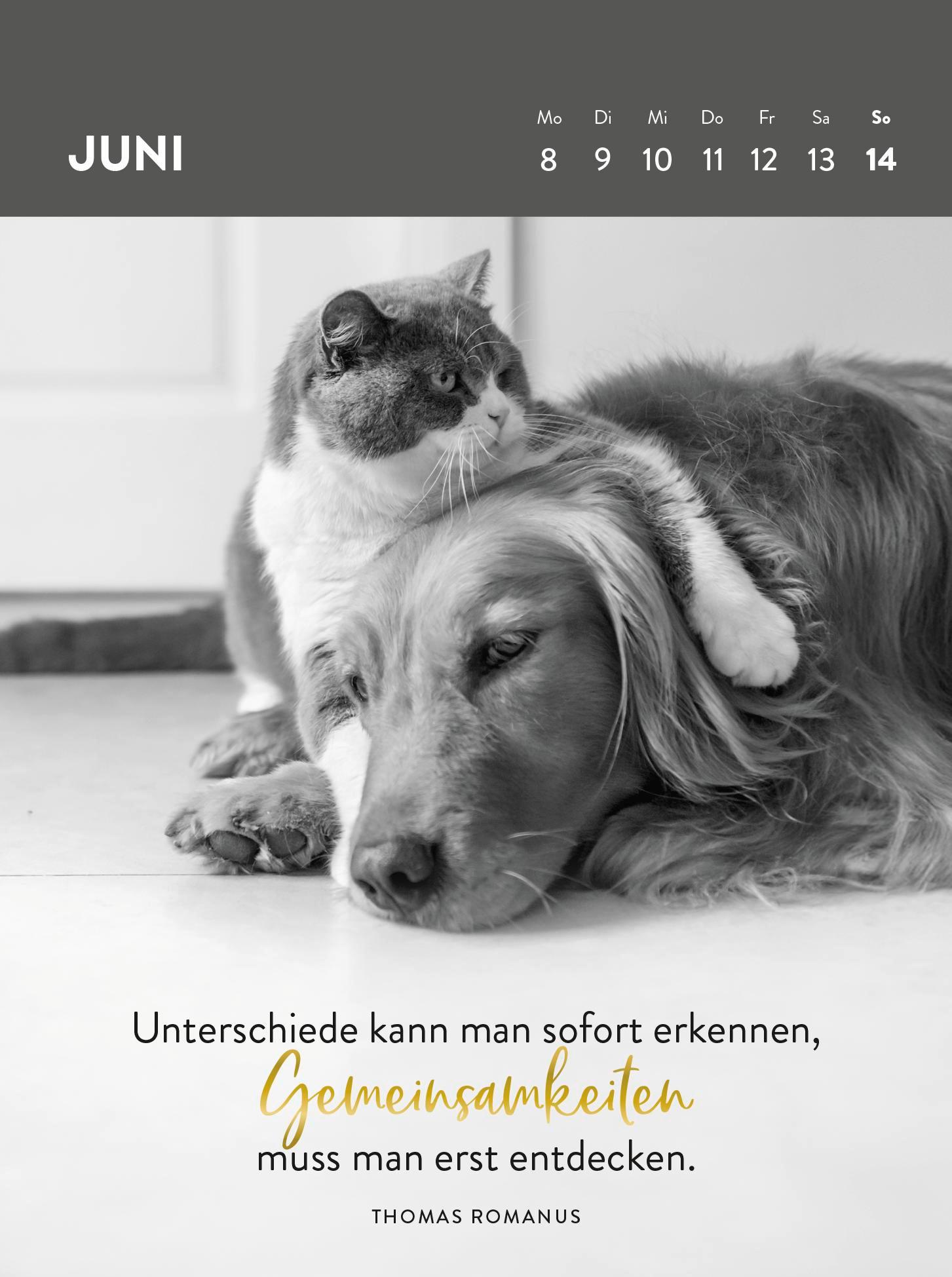 Beispielinhalt (Bild) Wochenkalender 2026: Goldene Katzenweisheiten für jeden Tag