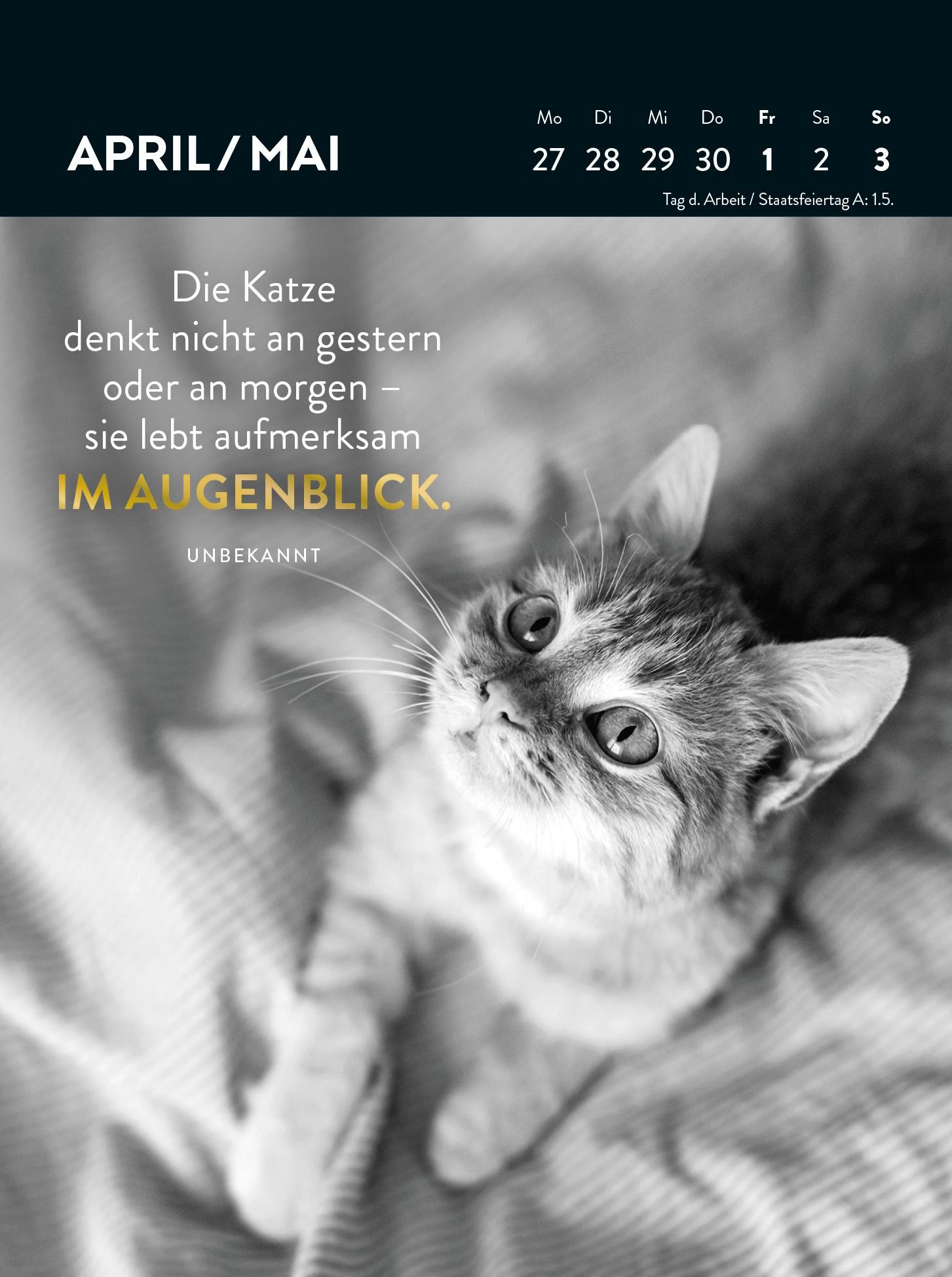 Beispielinhalt (Bild) Wochenkalender 2026: Goldene Katzenweisheiten für jeden Tag