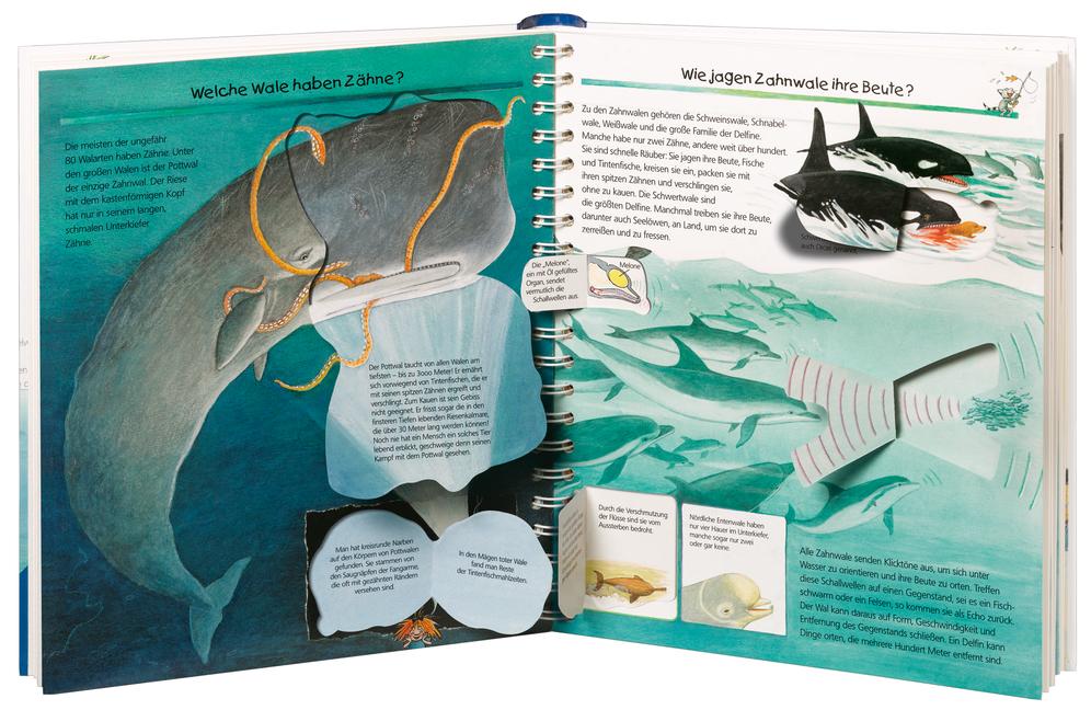 Beispielinhalt (Bild) Wieso? Weshalb? Warum?, Band 41: Wir entdecken Wale und Delfine