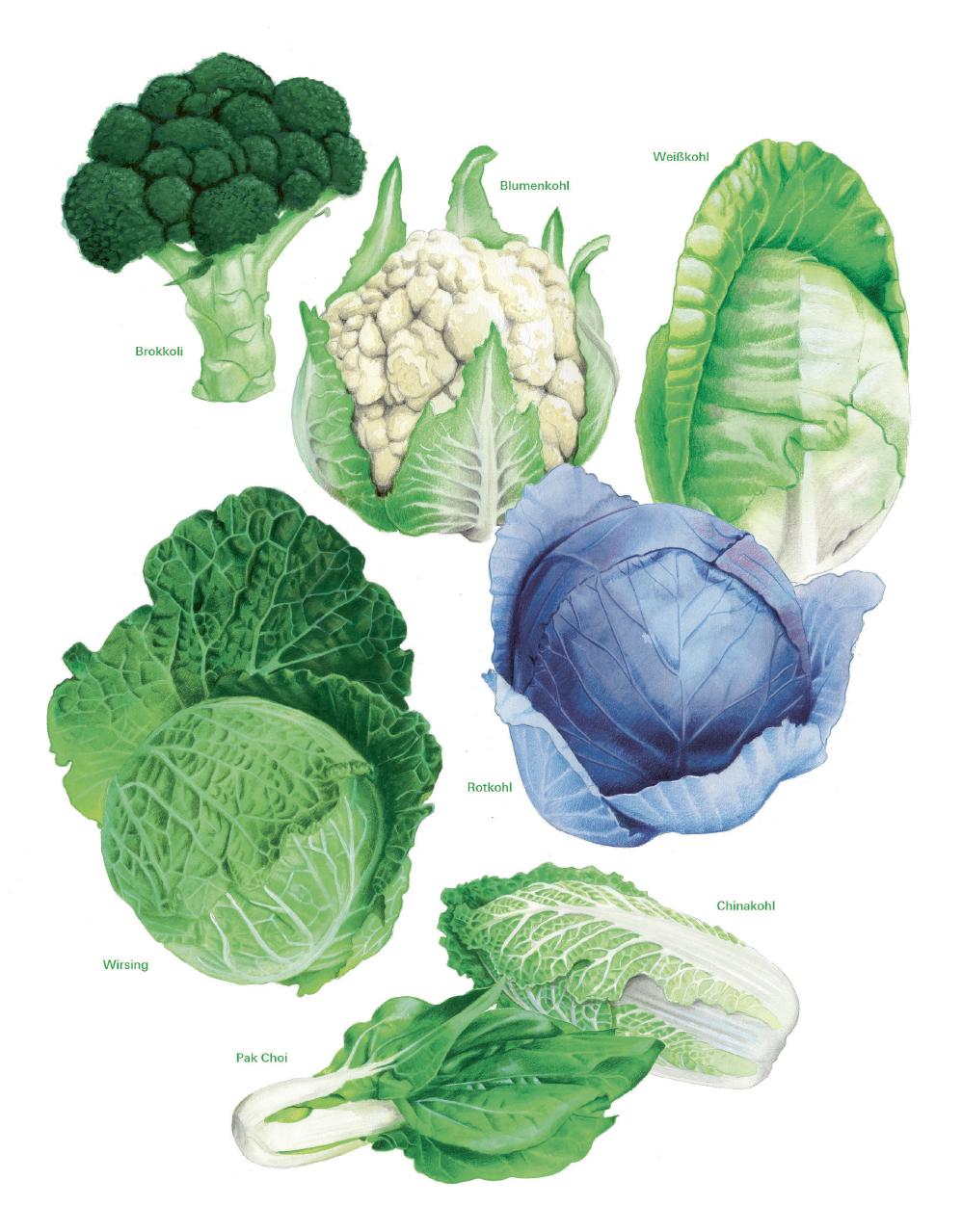 Beispielinhalt (Bild) Das große Gemüse- und Obstgartenbuch