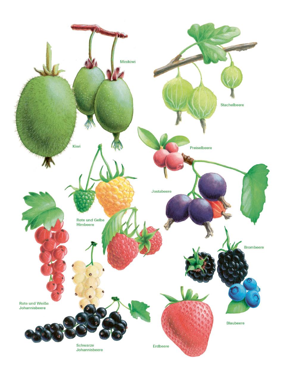 Beispielinhalt (Bild) Das große Gemüse- und Obstgartenbuch