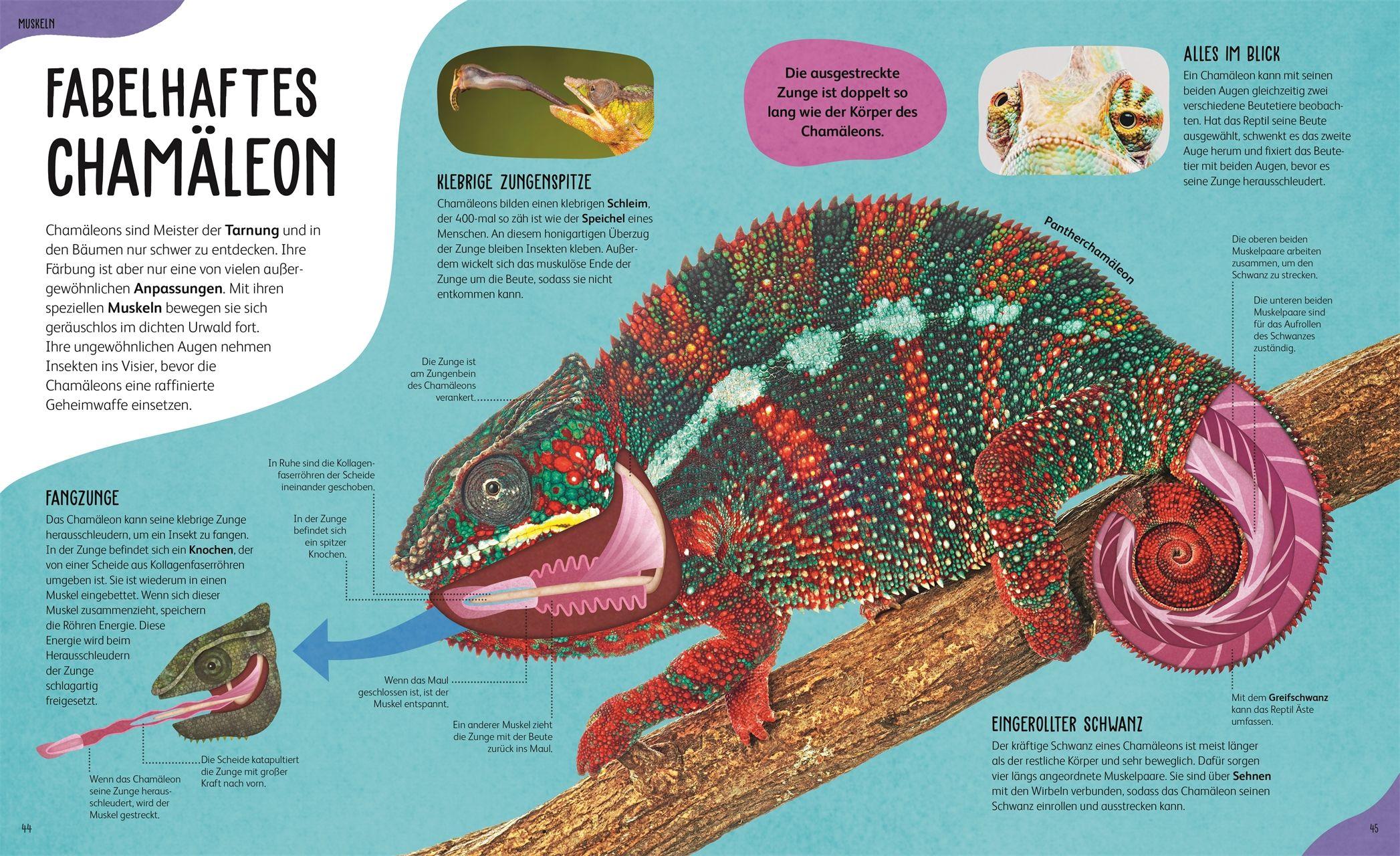 Beispielinhalt (Bild) Anatomie der Tiere