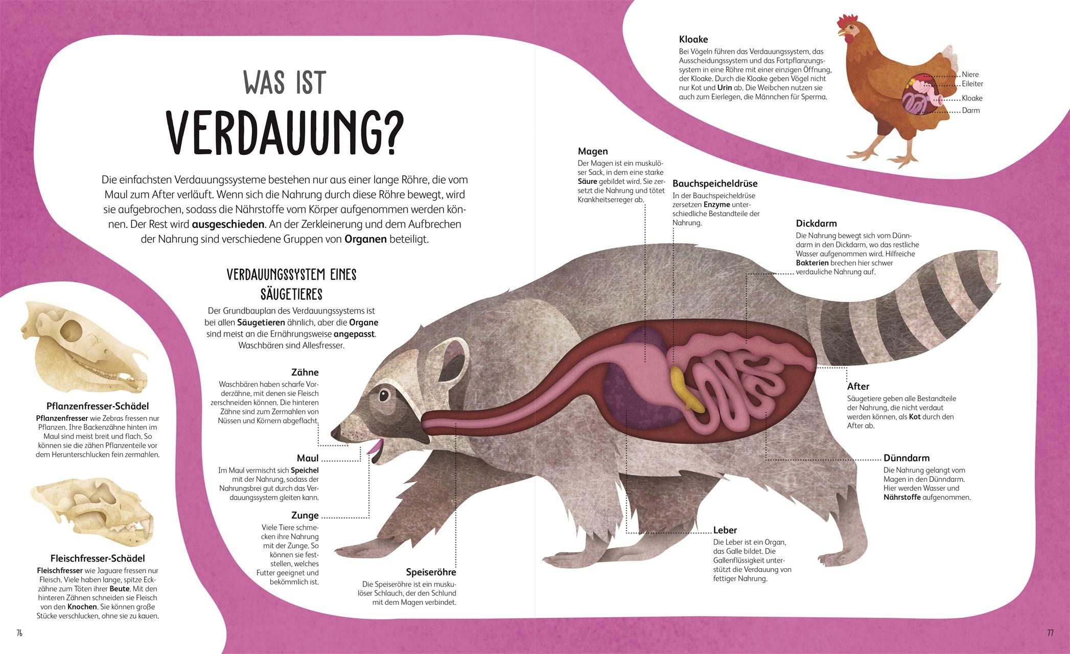 Beispielinhalt (Bild) Anatomie der Tiere