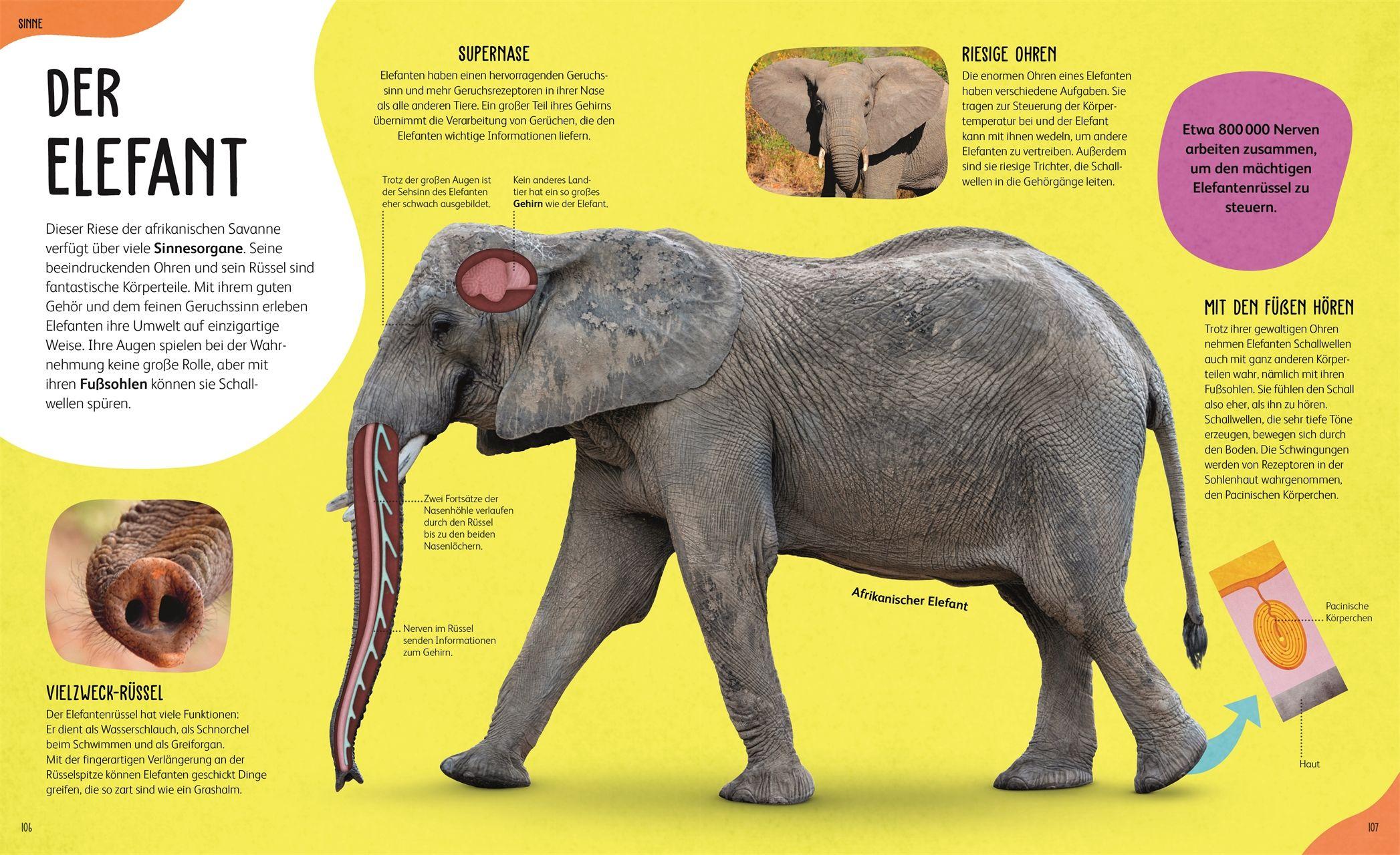 Beispielinhalt (Bild) Anatomie der Tiere