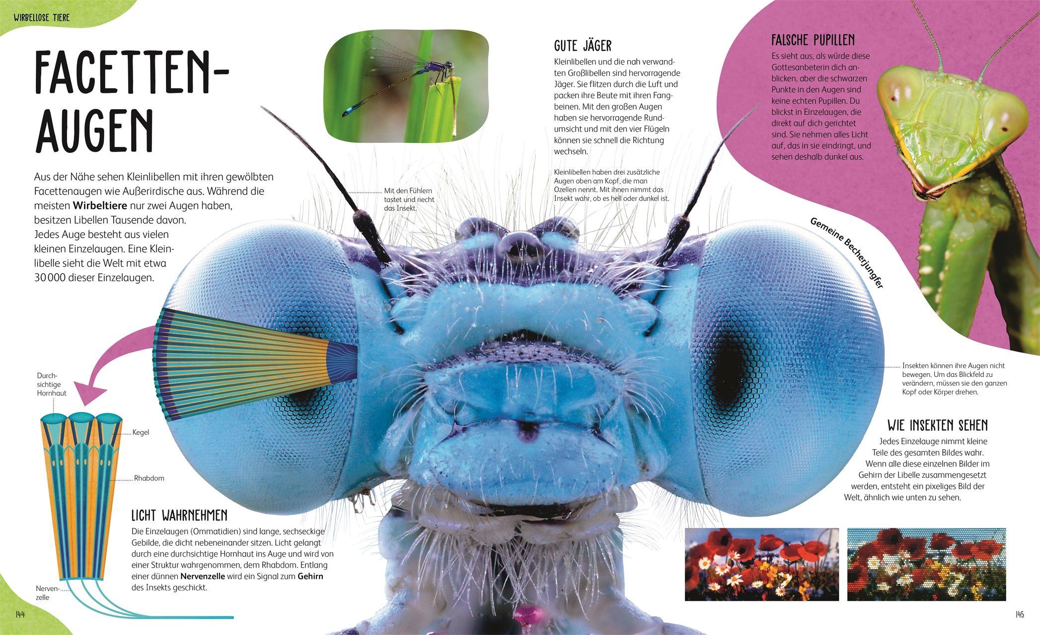 Beispielinhalt (Bild) Anatomie der Tiere