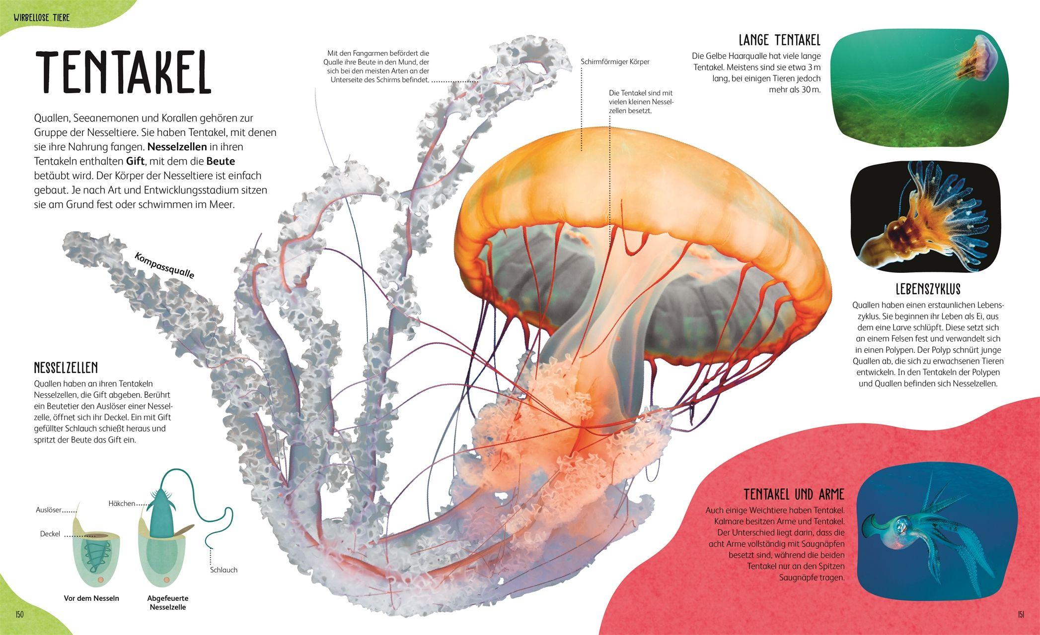 Beispielinhalt (Bild) Anatomie der Tiere