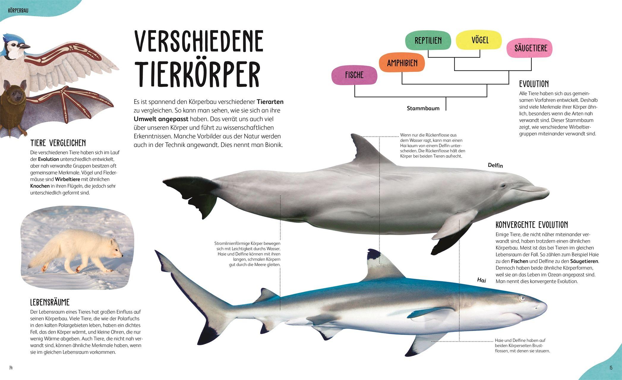 Beispielinhalt (Bild) Anatomie der Tiere