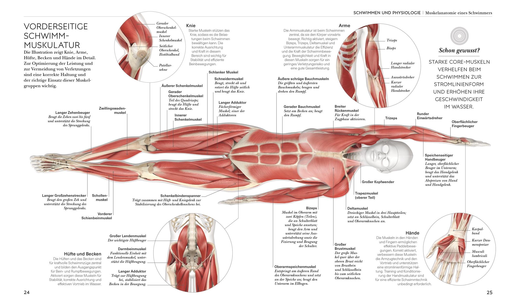 Beispielinhalt (Bild) Schwimmen - Die Anatomie verstehen