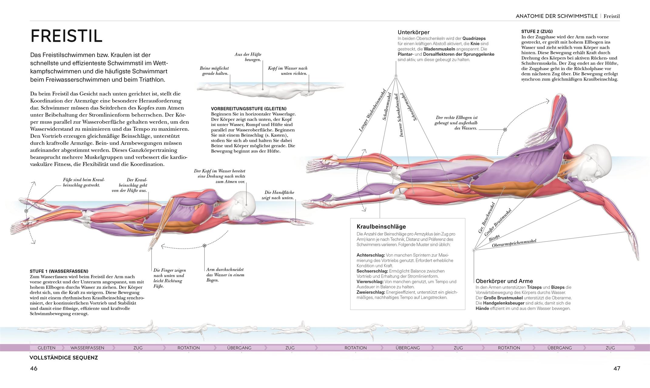 Beispielinhalt (Bild) Schwimmen - Die Anatomie verstehen