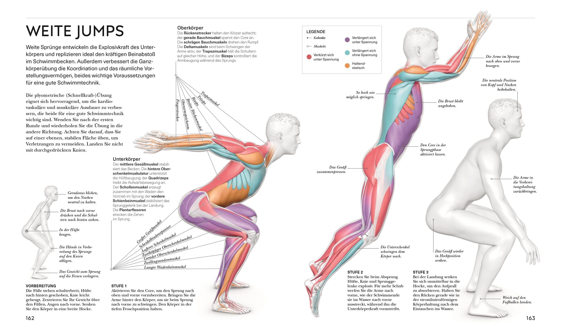 Beispielinhalt (Bild) Schwimmen - Die Anatomie verstehen