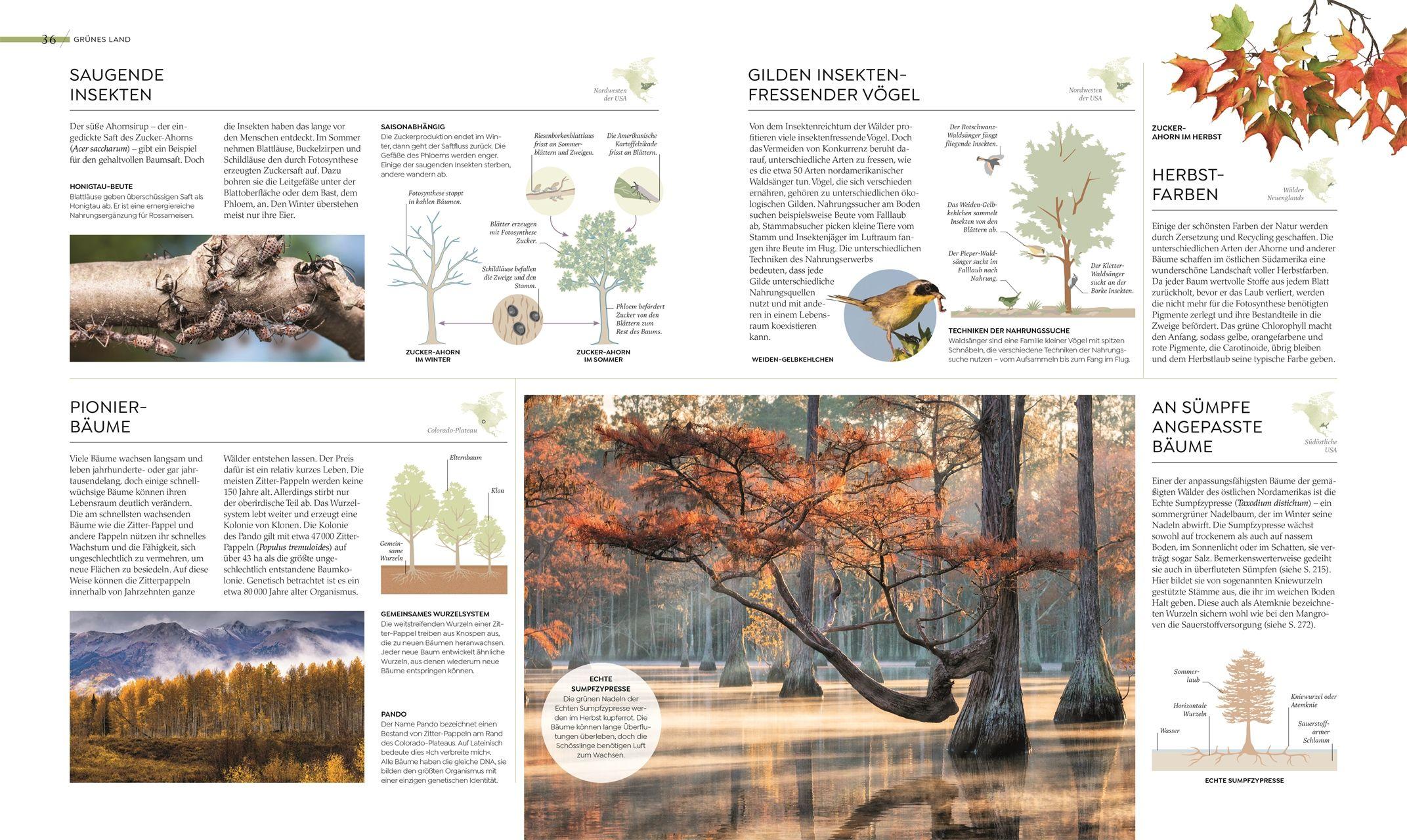 Beispielinhalt (Bild) Wilde Welten