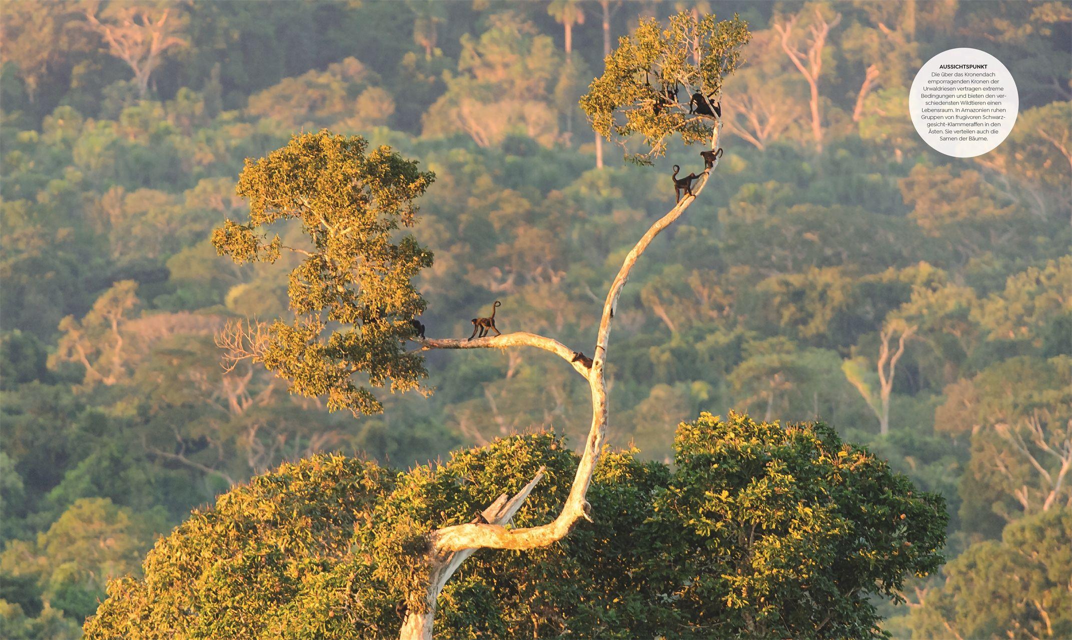 Beispielinhalt (Bild) Wilde Welten