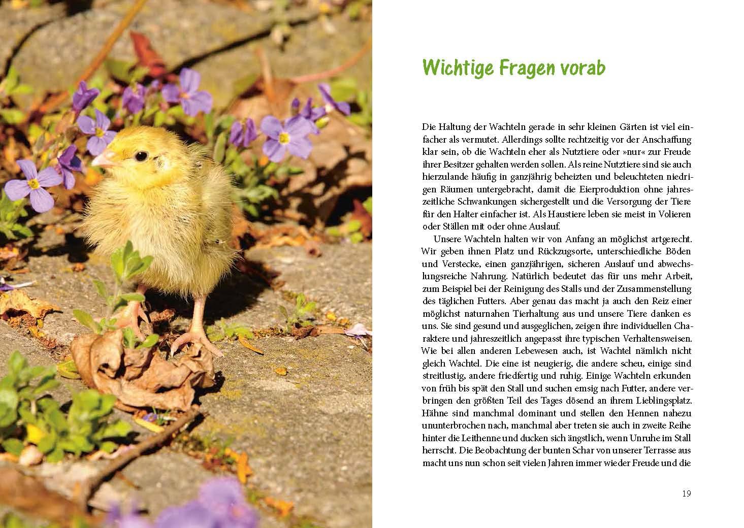 Beispielinhalt (Bild) Wachteln im Garten