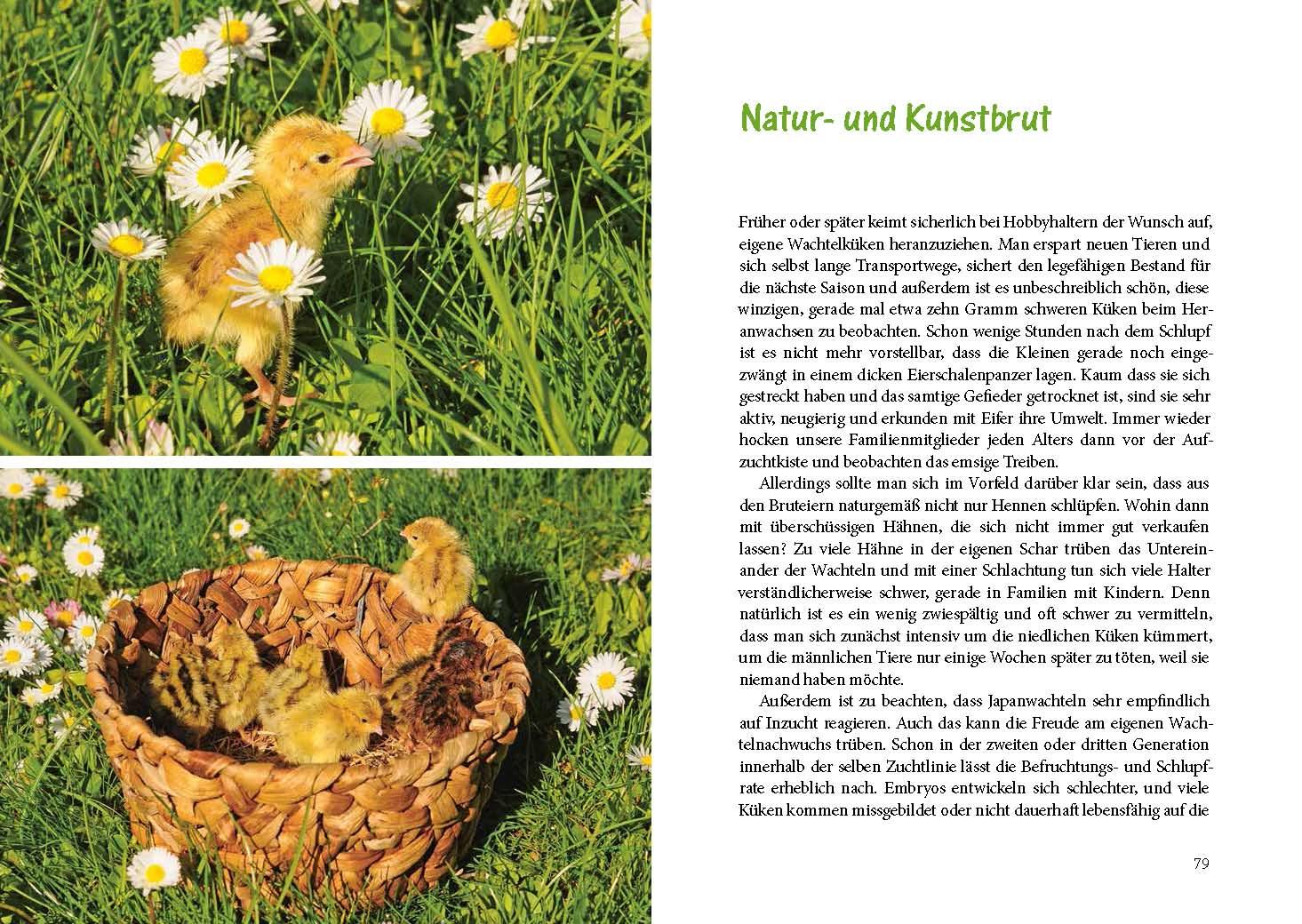 Beispielinhalt (Bild) Wachteln im Garten