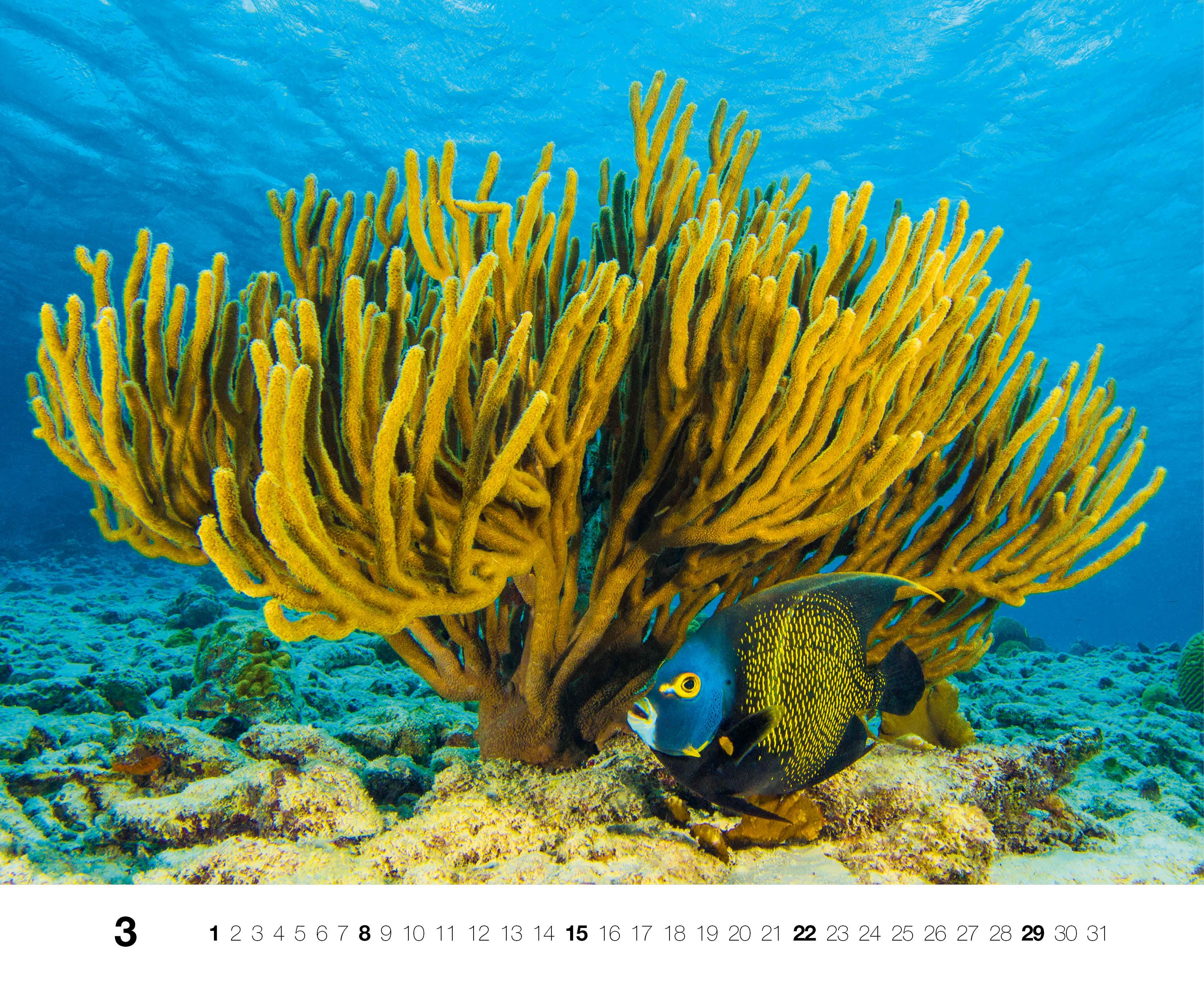 Beispielinhalt (Bild) Dive 2026