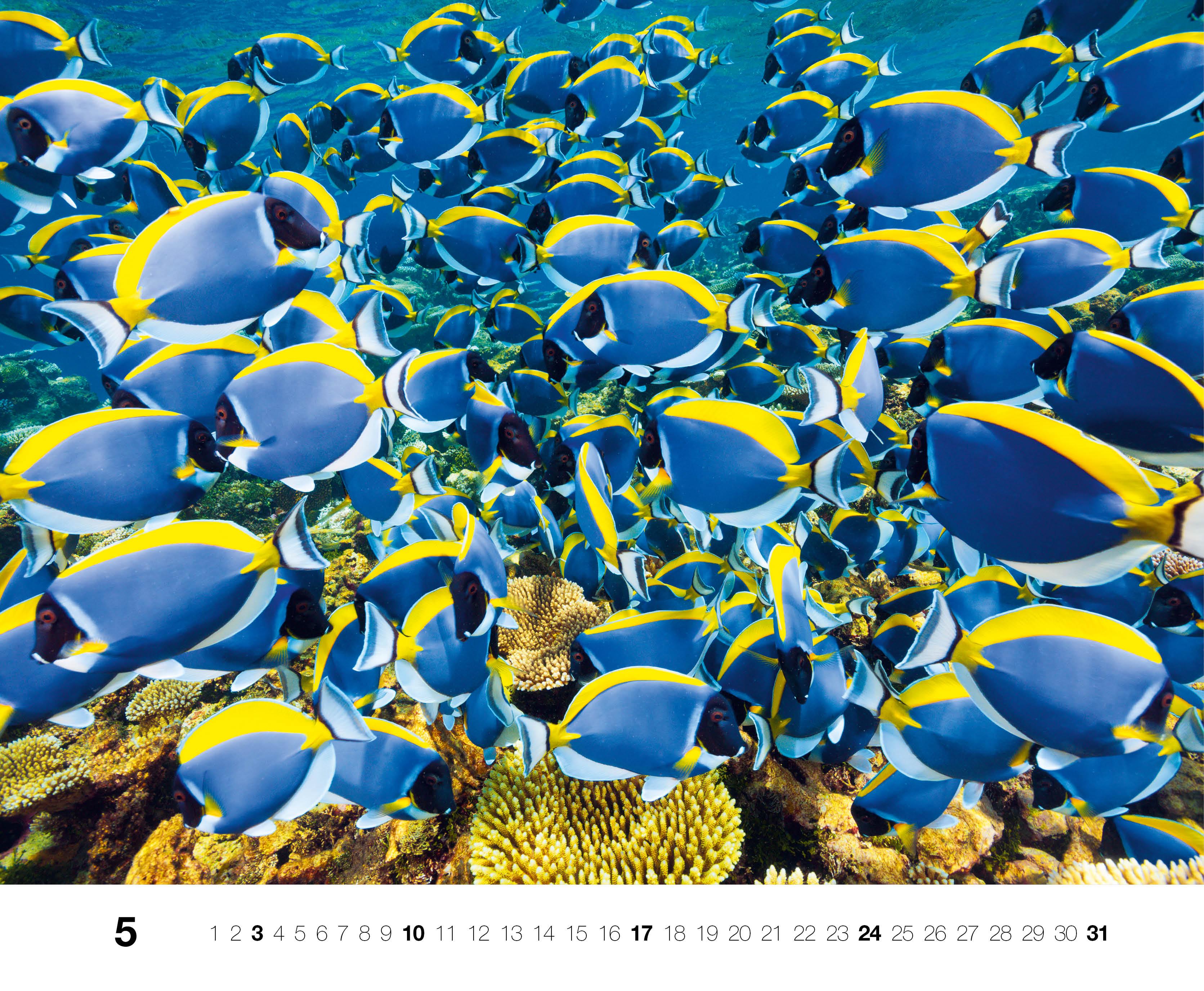 Beispielinhalt (Bild) Dive 2026