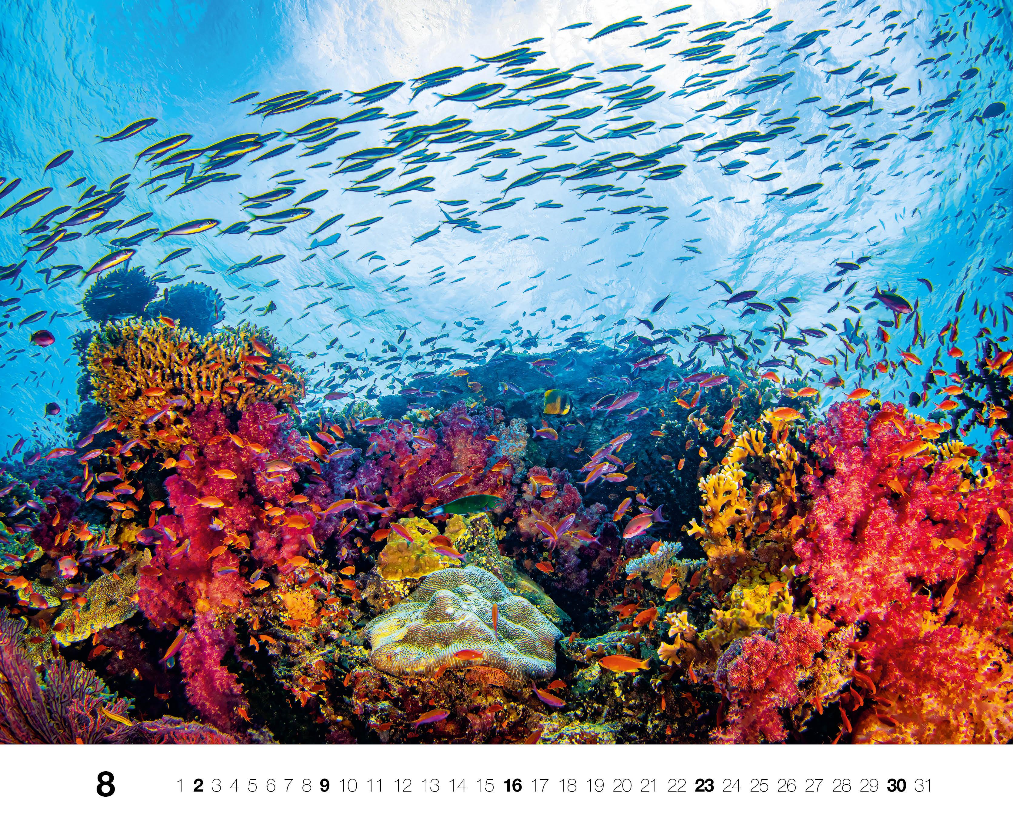 Beispielinhalt (Bild) Dive 2026