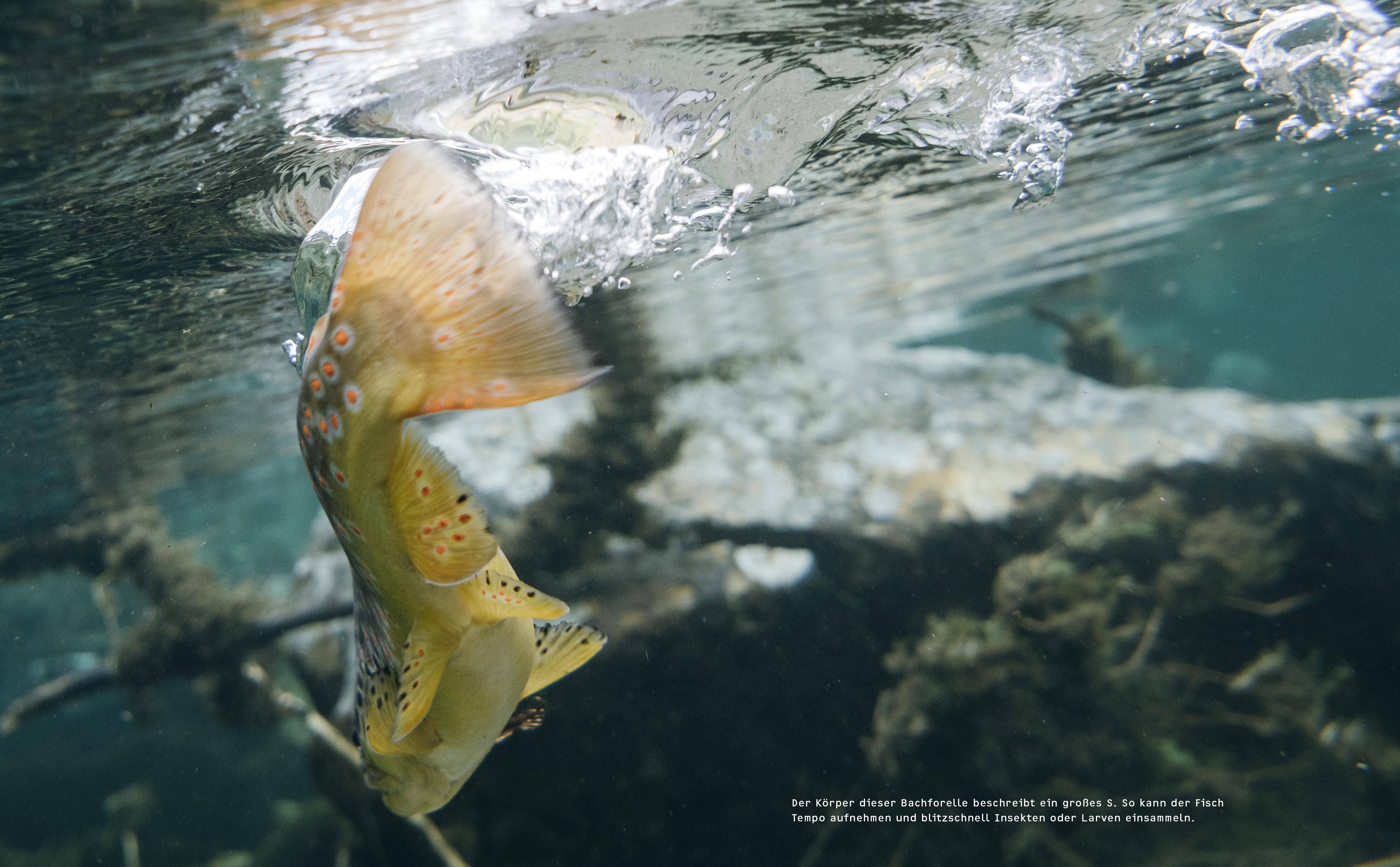 Beispielinhalt (Bild) Im Namen der Flüsse