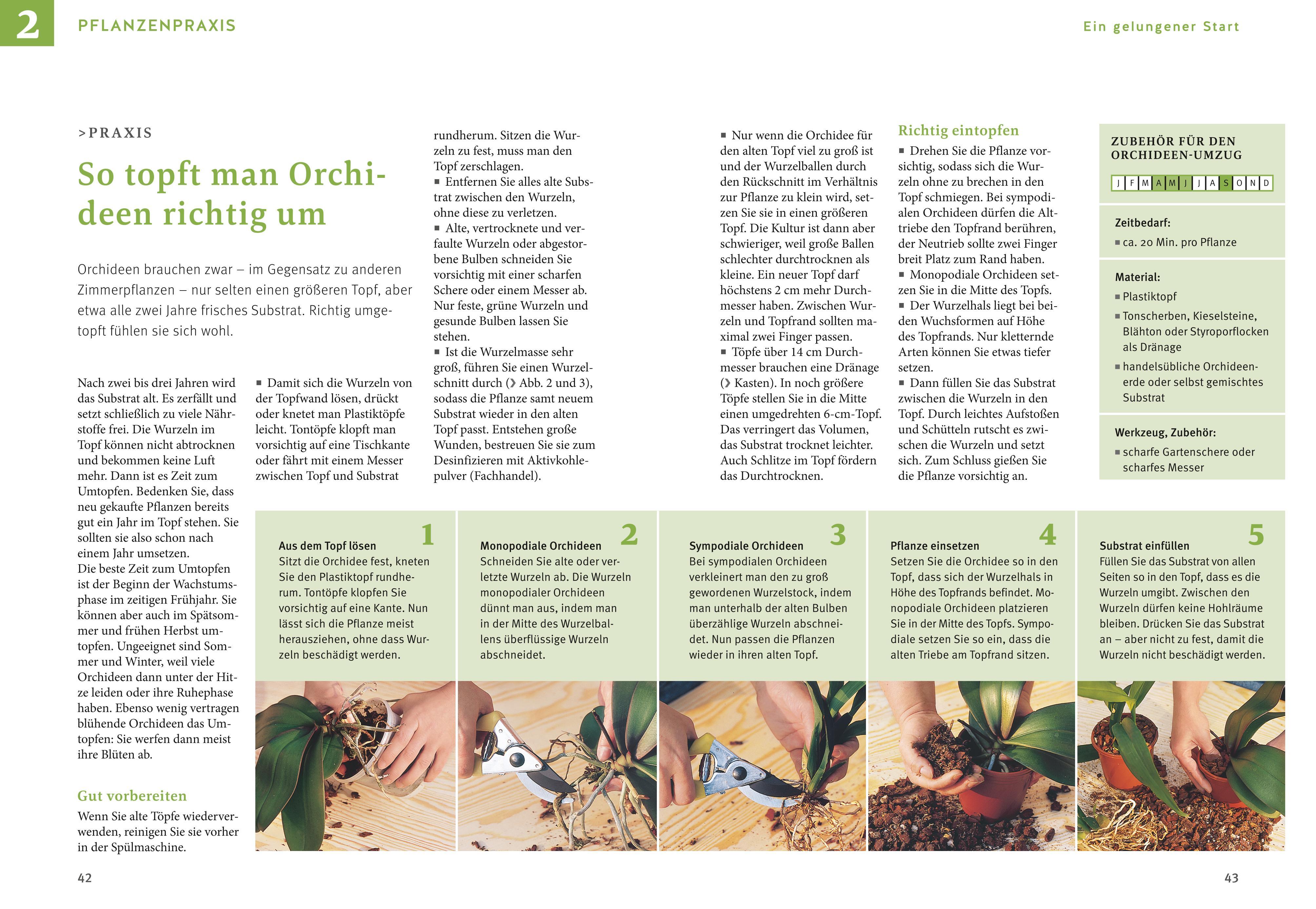Beispielinhalt (Bild) Orchideen pflegen