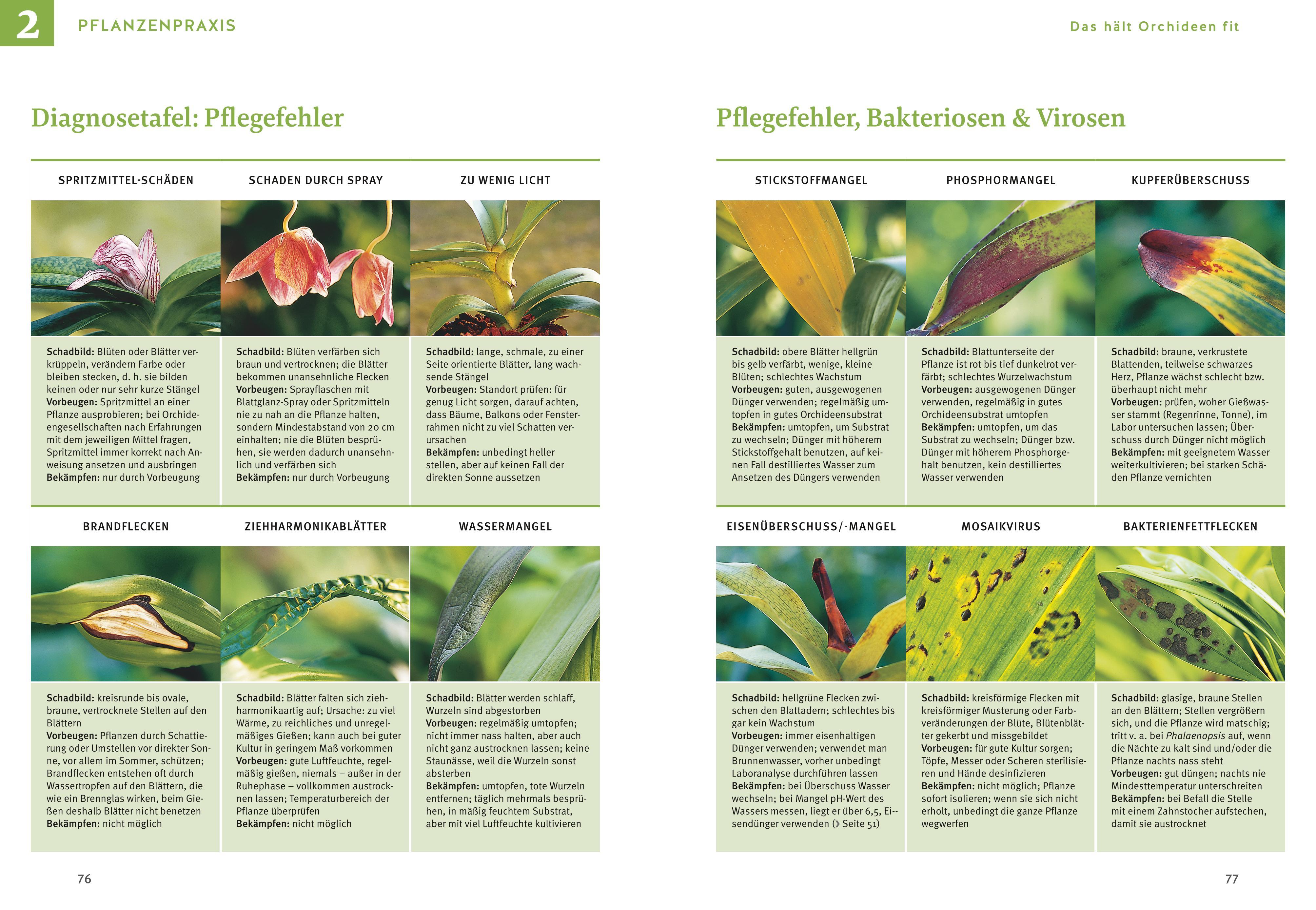 Beispielinhalt (Bild) Orchideen pflegen