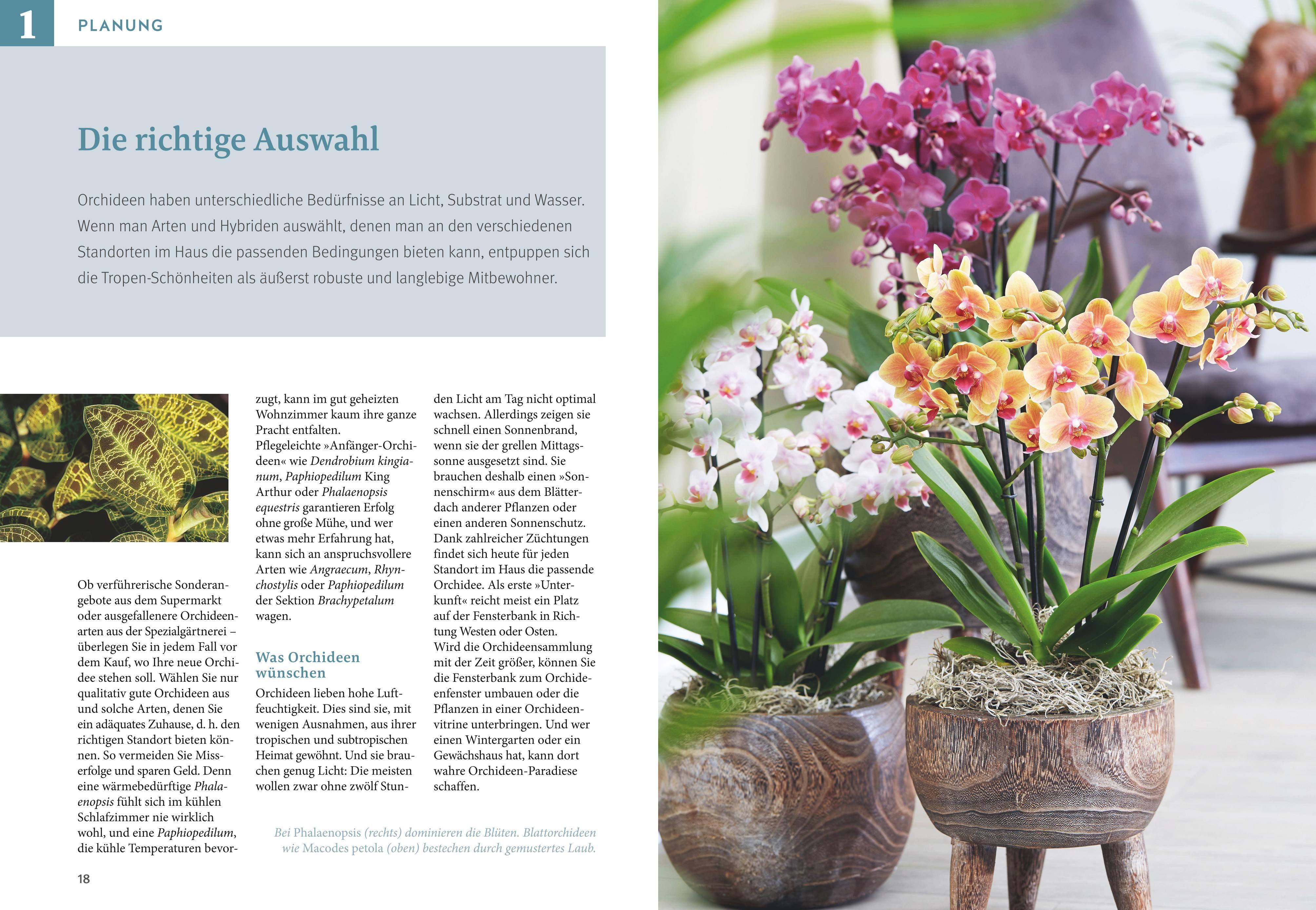 Beispielinhalt (Bild) Orchideen pflegen
